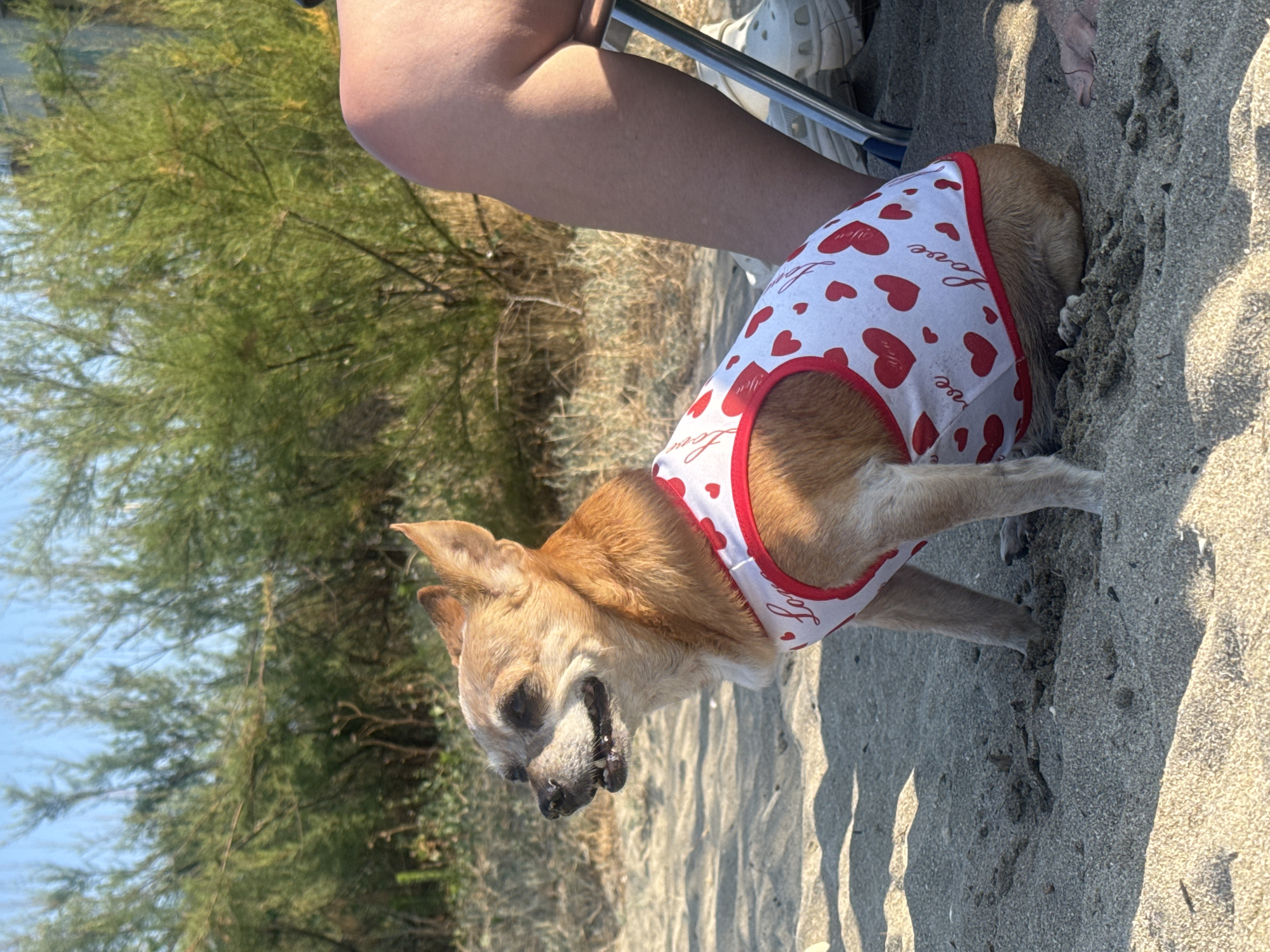 A medium shot captures a small, tan Chihuahua-mix dog sitting on a sandy beach, facing left. The dog is wearing a white tank top adorned with red hearts and the word "Love." Its mouth is open, and its tongue is visible. In the background, blurred green bushes and a clear blue sky are visible. To the right of the dog, a person's legs, clad in shorts, are visible, with a portion of a metal chair and white shoes also in the frame. The scene is lit by bright sunlight, casting shadows on the sand. The location is identified as the city of Pomorie, Bulgaria.