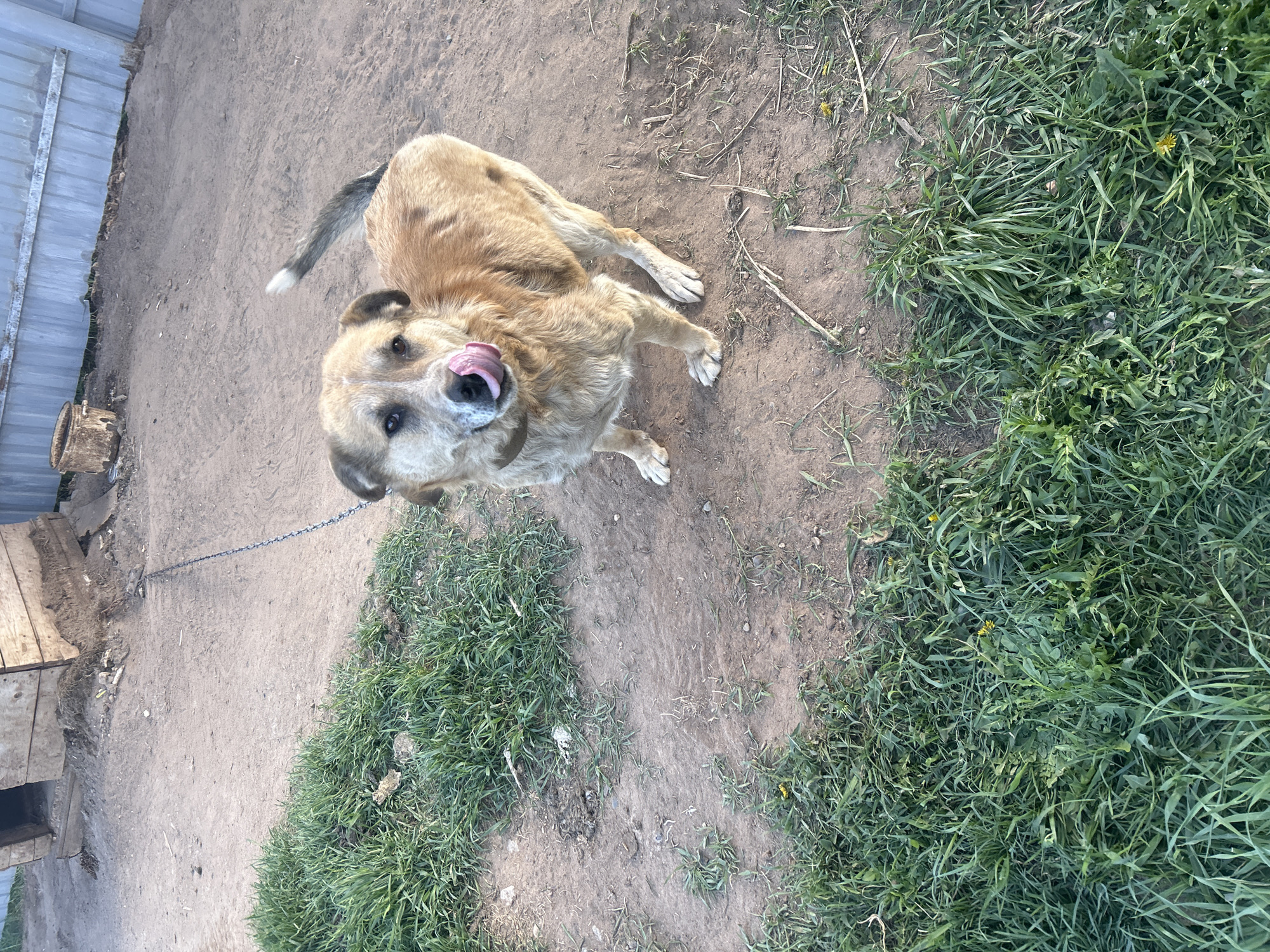 A tan dog stands on dirt and grass in Ольховка, Russia. The dog has white paws and a white tip on its tail. Its tongue is sticking out. The dog is leashed. A wooden doghouse is visible in the background. A metal fence is on the left.