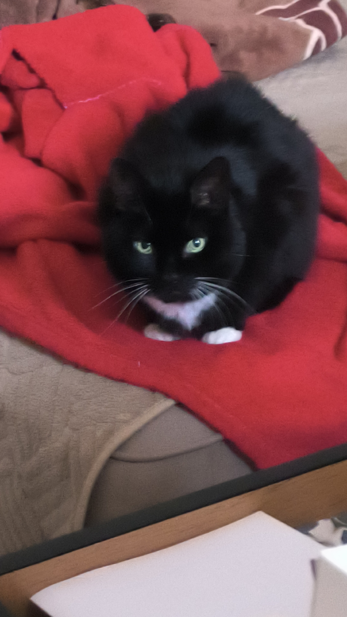 A black and white cat with green eyes is sitting on a red blanket. The cat is facing the camera and has white paws and a white patch on its chest. The blanket is draped over a couch. The background is blurred, but it appears to be an indoor setting. There is no indication of the location being in Kovrov, Russia.