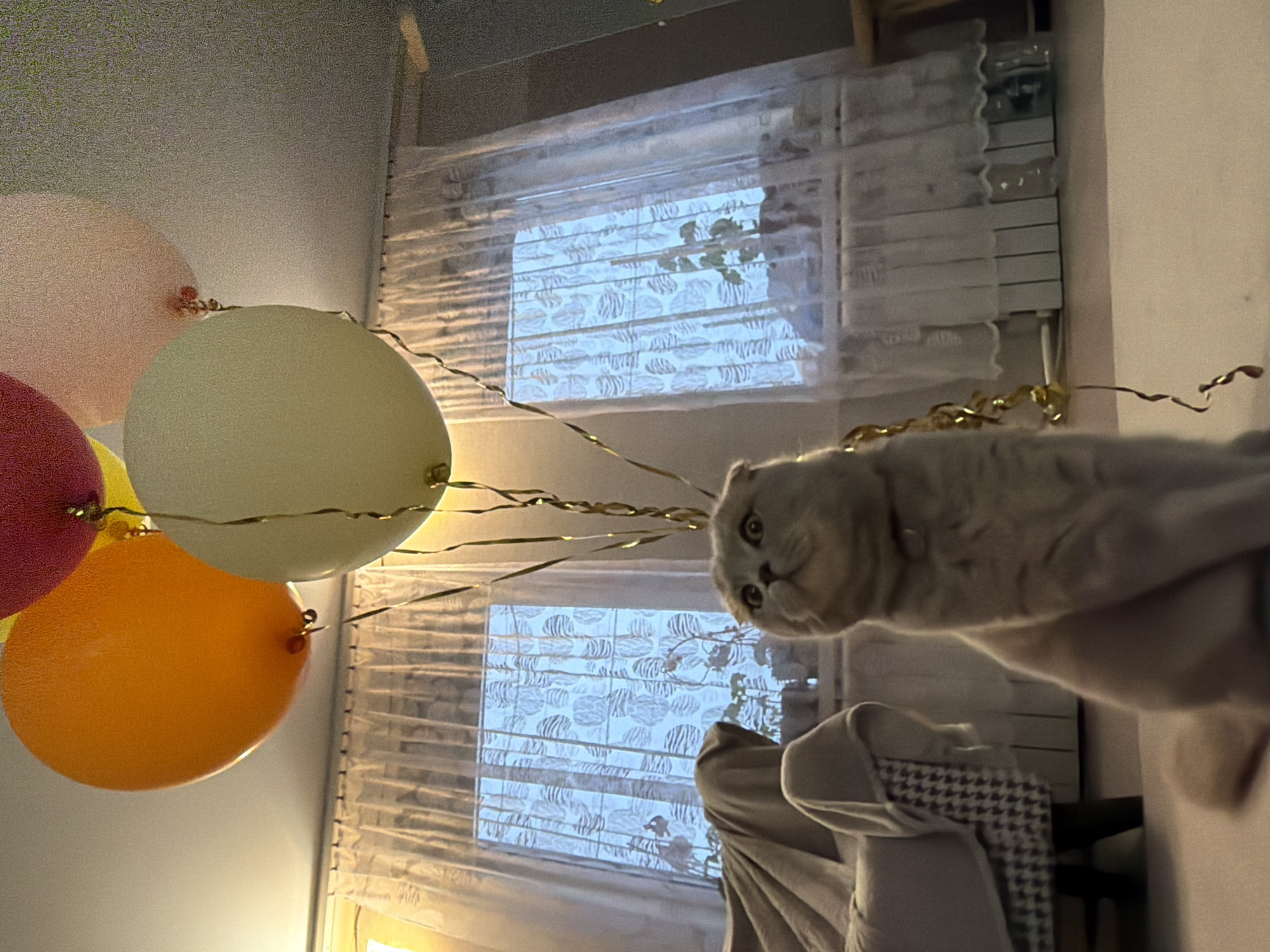 An indoor, low-angle photograph, likely taken in the evening or at night in Chaikovsky, Russia, features a light-colored cat and several balloons. The image is oriented sideways, with the cat on the right side looking downwards and balloons floating upwards on the left.
The main subject is a light-furred cat, possibly a Scottish Fold due to its distinctive ear shape, positioned in the upper right quadrant of the correctly oriented image. Its head is prominent, and it appears to be looking directly at the camera with a curious or focused expression. Its body extends out of the frame towards the right.
On the left side of the frame, a cluster of balloons is visible, held together by golden, metallic ribbons or streamers that extend towards the center and right. The balloons are in various colors: a pale pink, a light yellow or cream, a dark red, and an orange. Their surfaces appear slightly textured or grainy.
In the background, a window is prominent, covered by sheer white curtains and what appears to be a patterned roller blind or shade. The pattern on the blind features abstract shapes that resemble fish or leaves. Beyond the window coverings, the outside is not visible, suggesting it's dark outside or the coverings are opaque enough to block the view. Below the cat and to the right of the window, part of a piece of furniture, possibly a bed or chair with a blanket or throw draped over it, is visible. The overall lighting suggests artificial indoor light, contributing to a soft, warm ambiance, possibly festive due to the balloons. No text is visible in the image.