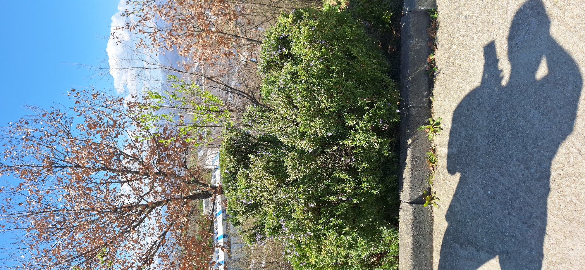 The image shows a sidewalk in Elenovo, Bulgaria. A shadow of a person holding a phone taking the photo falls on the sidewalk. A raised curb divides the sidewalk from a planter area with a flowering rosemary bush. Behind the rosemary are deciduous trees, one with green leaves, and another with dead brown leaves. In the background, buildings and a blue sky with clouds are visible.