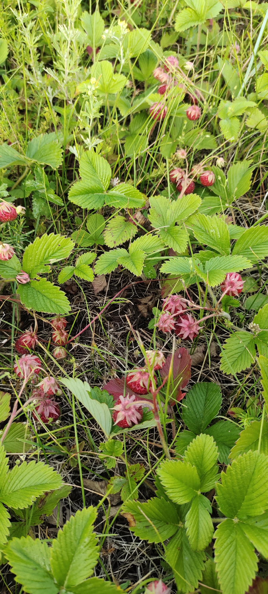 This media file is a close-up, eye-level shot of a patch of wild strawberries growing amongst green foliage and dry grass. The scene is outdoors, likely in a natural setting given the presence of wild plants. The subjects are primarily the wild strawberry plants, which feature bright green, serrated leaves and small, round, red to pinkish-red berries. Some berries are ripe and visible, while others appear to be developing or are partially obscured by leaves and stems. The lighting suggests it could be daytime, possibly overcast or in a shaded area, as there are no harsh shadows. The overall impression is one of nature and a potential moment of foraging or appreciating natural growth. There are no visible people, objects, text, or specific time-of-day or weather cues beyond general daylight. The location context provided is Bogdashkino, Russia.