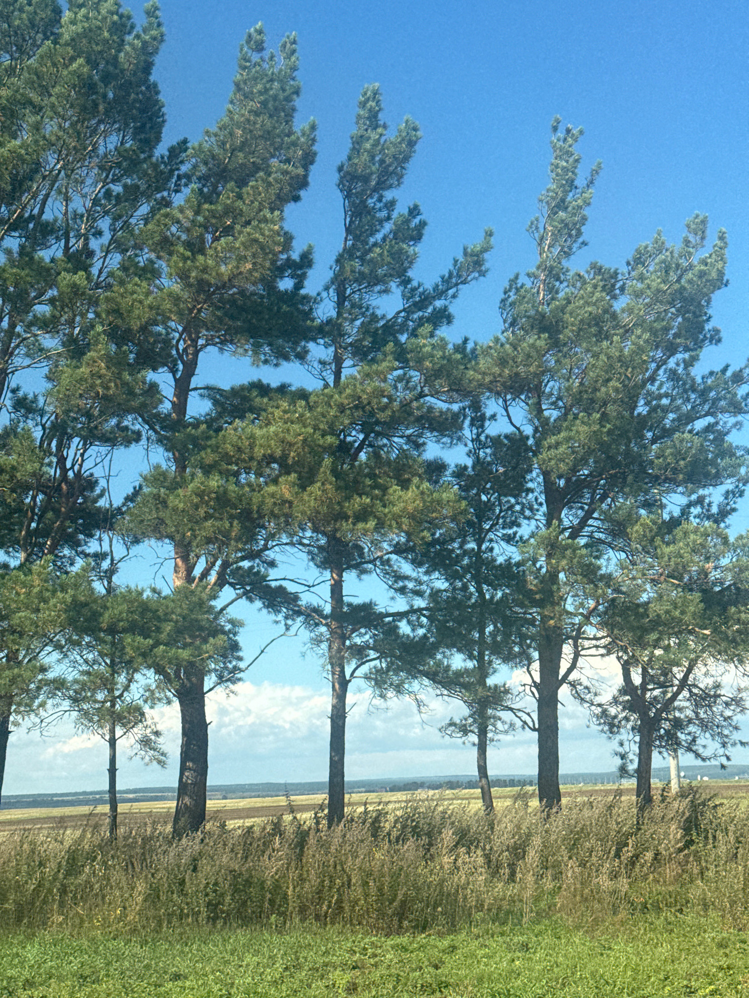 A line of tall pine trees with dark green needles and rough brown bark stands against a clear blue sky in Maksimovshchina D, Russia. The trees are clustered together, with some overlapping branches creating a dense canopy. Below the trees, a field of dry, light brown grass and weeds stretches towards a distant horizon. In the foreground, a patch of vibrant green grass adds a contrast to the drier vegetation. The overall scene depicts a rural, natural landscape.