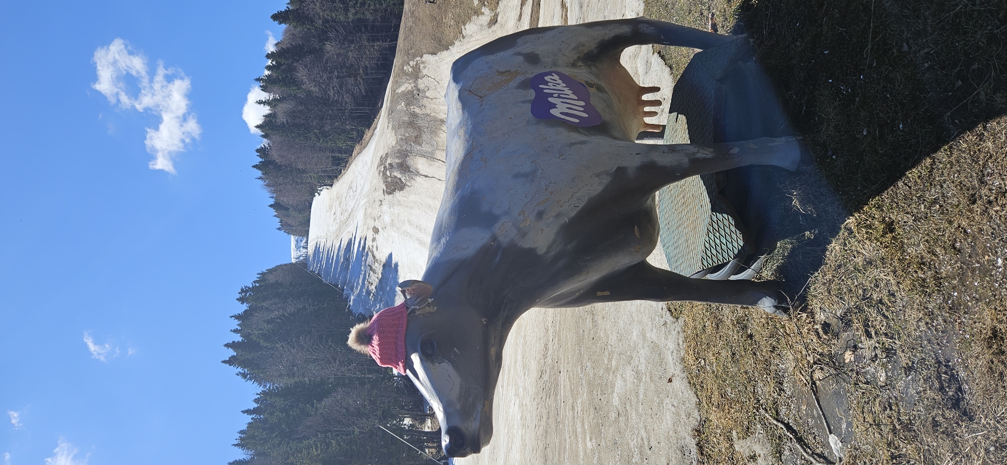 A long, low-angle outdoor shot depicts a life-sized statue of a gray cow with a "Milka" logo on its side. A pink knit hat with a pom-pom sits on the cow's head. The statue is positioned near a ski slope covered in melting snow, with a line of trees bordering the slope. The ground around the cow is a mix of concrete and grass. The sky is blue with scattered clouds. The location appears to be a ski resort area in Blagoevgrad, Bulgaria.