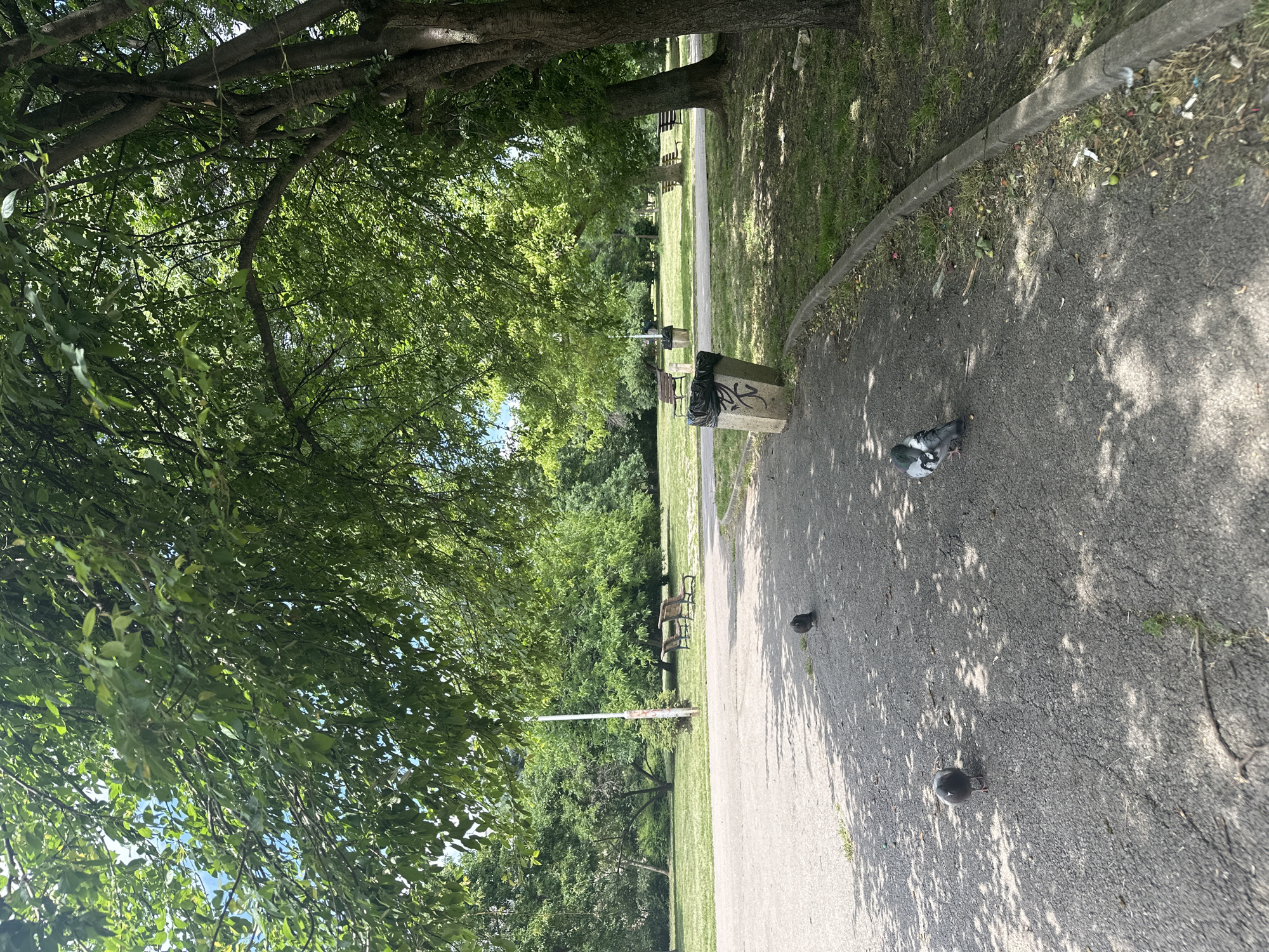A daytime, medium shot captures a paved walkway in a park, likely in Sofia, Bulgaria, beneath the dappled shade of mature trees. Several pigeons are visible on the walkway. In the foreground, a single pigeon is pecking at the ground. Further back, another pigeon stands near a concrete trash receptacle lined with a black plastic bag. In the middle ground, two empty park benches are set on a grassy area, with more trees and greenery in the background. The scene is tranquil, with no human activity immediately apparent.