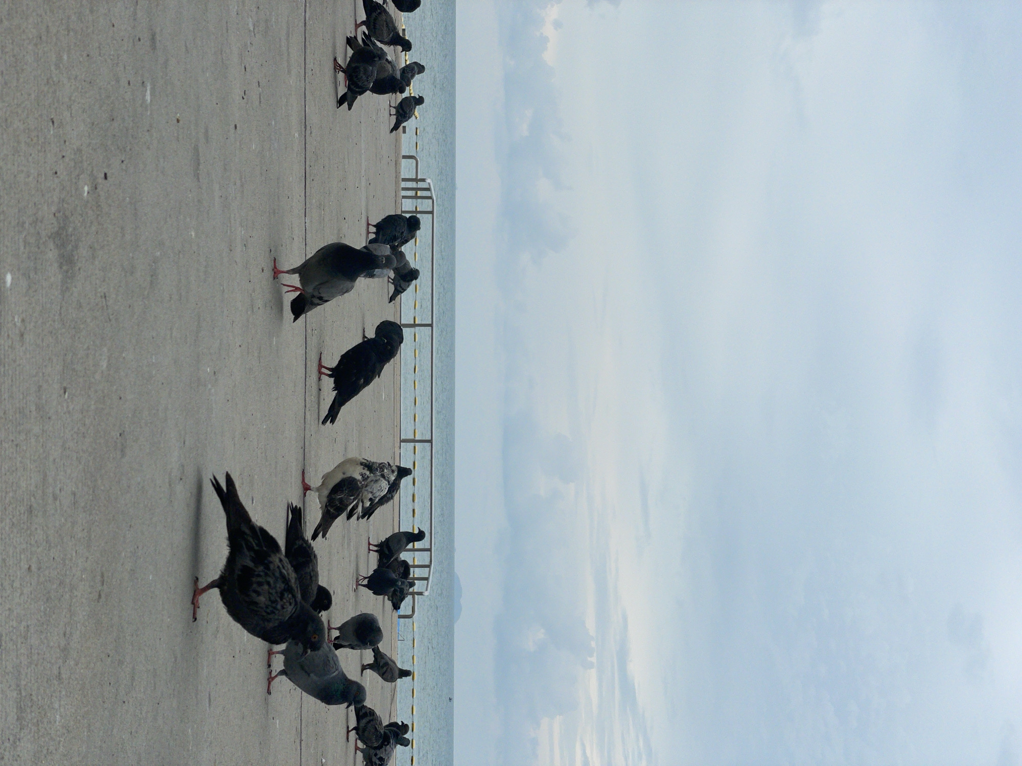 The image depicts a gathering of pigeons on a concrete surface next to a railing with a body of water and cloudy sky in the background. The location is Pattaya City, Thailand. The pigeons are of various colors. Some are gray, others are black, and one appears to be speckled white and gray. They are standing and walking around on a gray concrete surface. Behind the pigeons is a metal railing. Beyond the railing, there is a body of water with a cloudy sky above it.