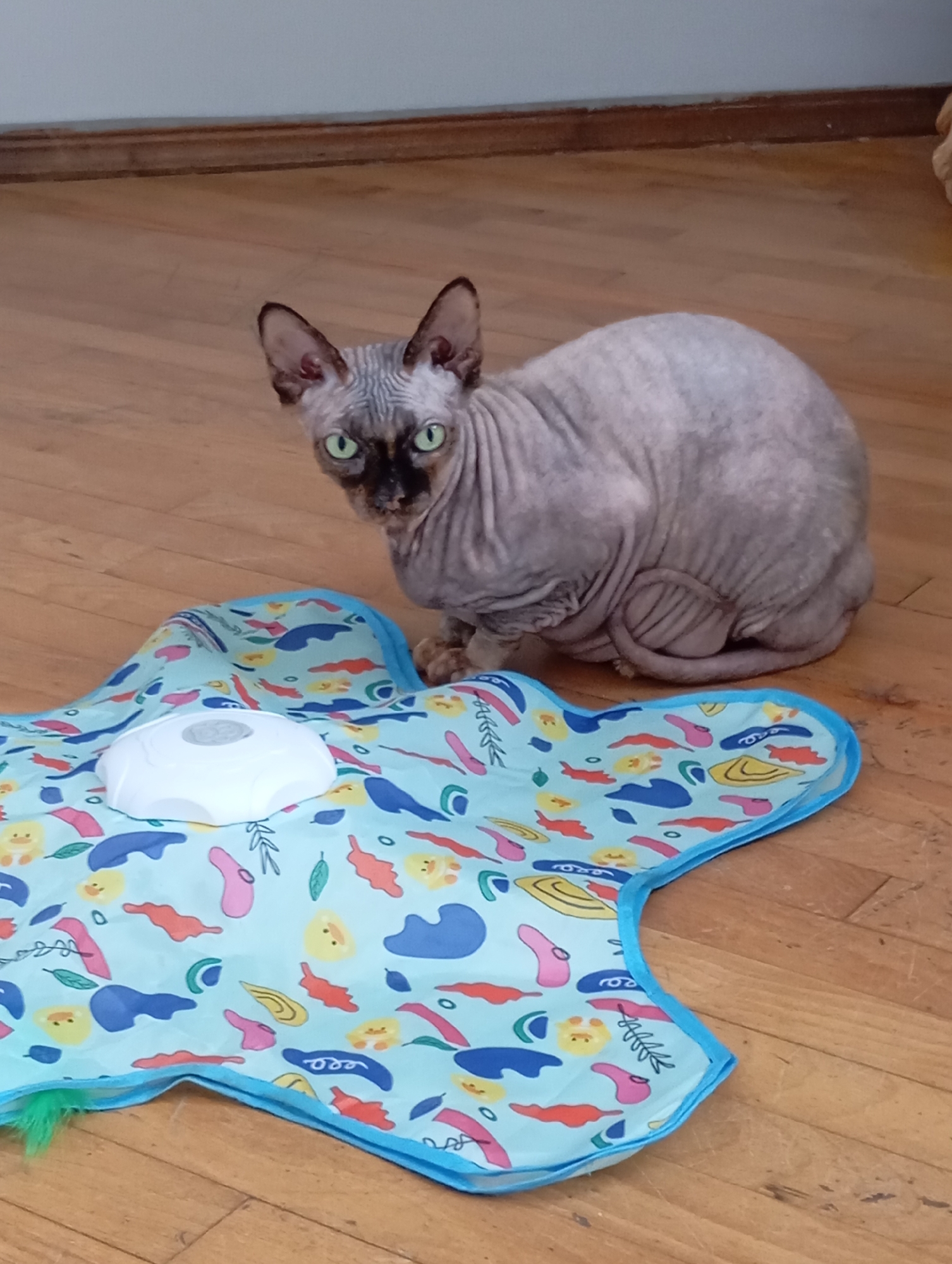 A light-colored Sphynx cat with green eyes sits on a wooden floor next to a brightly colored mat. The mat is light blue with an assortment of cartoonish shapes and figures in various colors, including yellow chicks, pink blobs, and blue abstract shapes. A white, multi-sided object with a gray circular panel is placed on the mat. The cat is facing the camera, with its body angled slightly to the left, and its tail is curled around its body. The background consists of a wooden floor and a wall with a wooden trim. The scene appears to be indoors, likely in a residential setting. There is no indication of the location in the city of Batumi, Georgia.