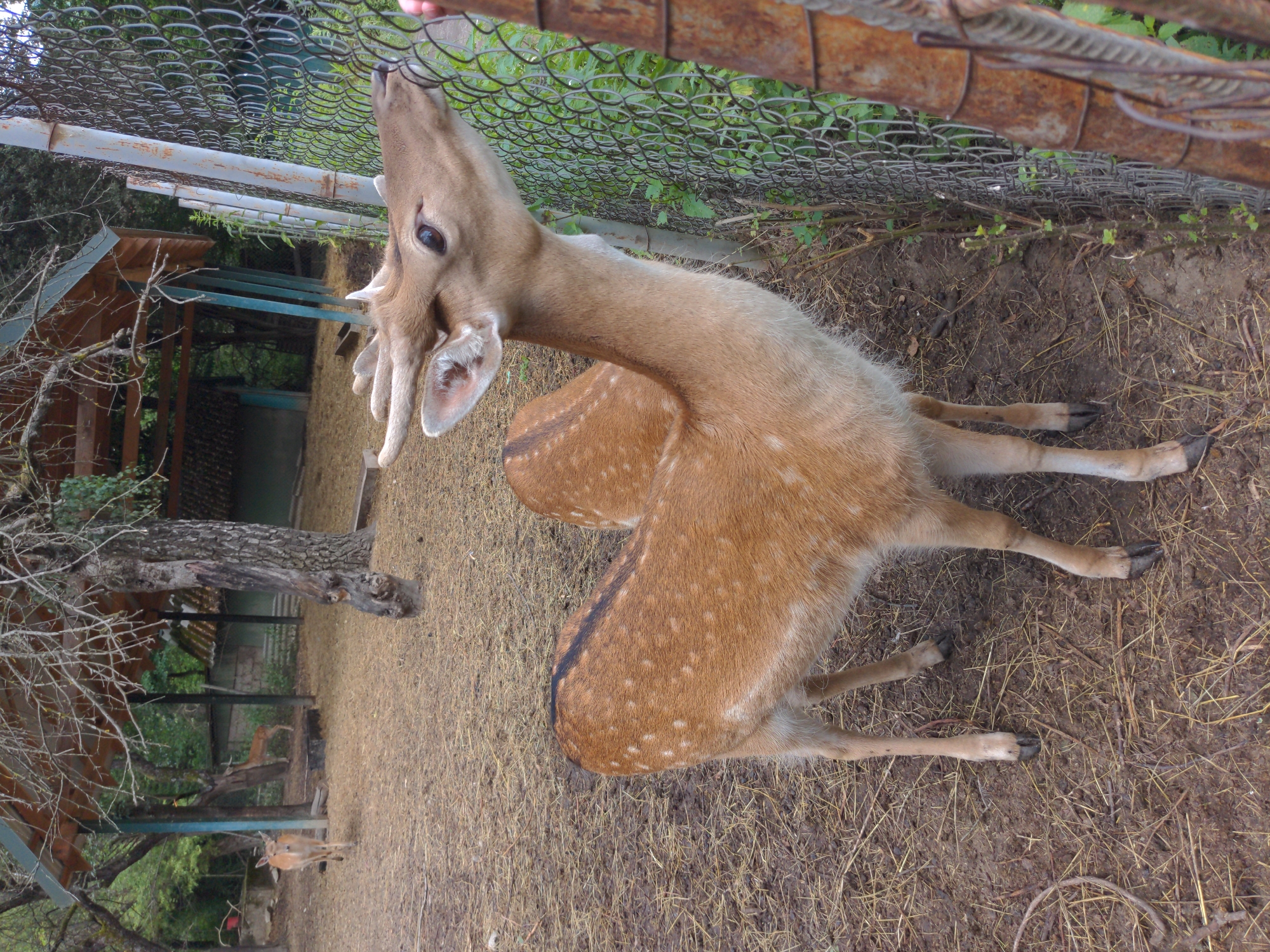 A young deer with spotted fur is reaching its head through a chain-link fence, appearing to nibble on some greenery on the other side. The deer has small antlers and large, dark eyes. Another deer is visible in the background, further into a pen with a wooden structure and trees. The ground is covered in dry straw and dirt. The fence is made of wire mesh and supported by metal posts. There is a rust-colored pole on the right side of the frame. The overall impression is of an outdoor enclosure in what appears to be a zoo or wildlife park.