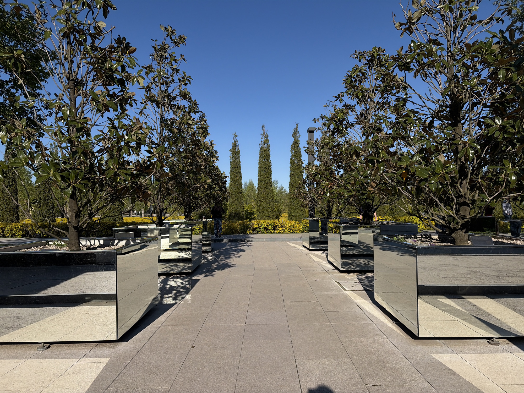 The image depicts an outdoor walkway lined with trees planted in mirrored containers, located in the Galitsky Park in Krasnodar, Russia. The walkway is paved with rectangular grey stones. The trees have green leaves, and behind them are rows of tall, thin, green trees. In the distance, there's a low hedge of yellow flowers. The sky is clear and blue. The mirrored containers reflect the surroundings and create an illusion of depth. The scene is well-lit with natural sunlight. There are no visible people in the immediate foreground, but some figures can be seen near the treeline in the distance.