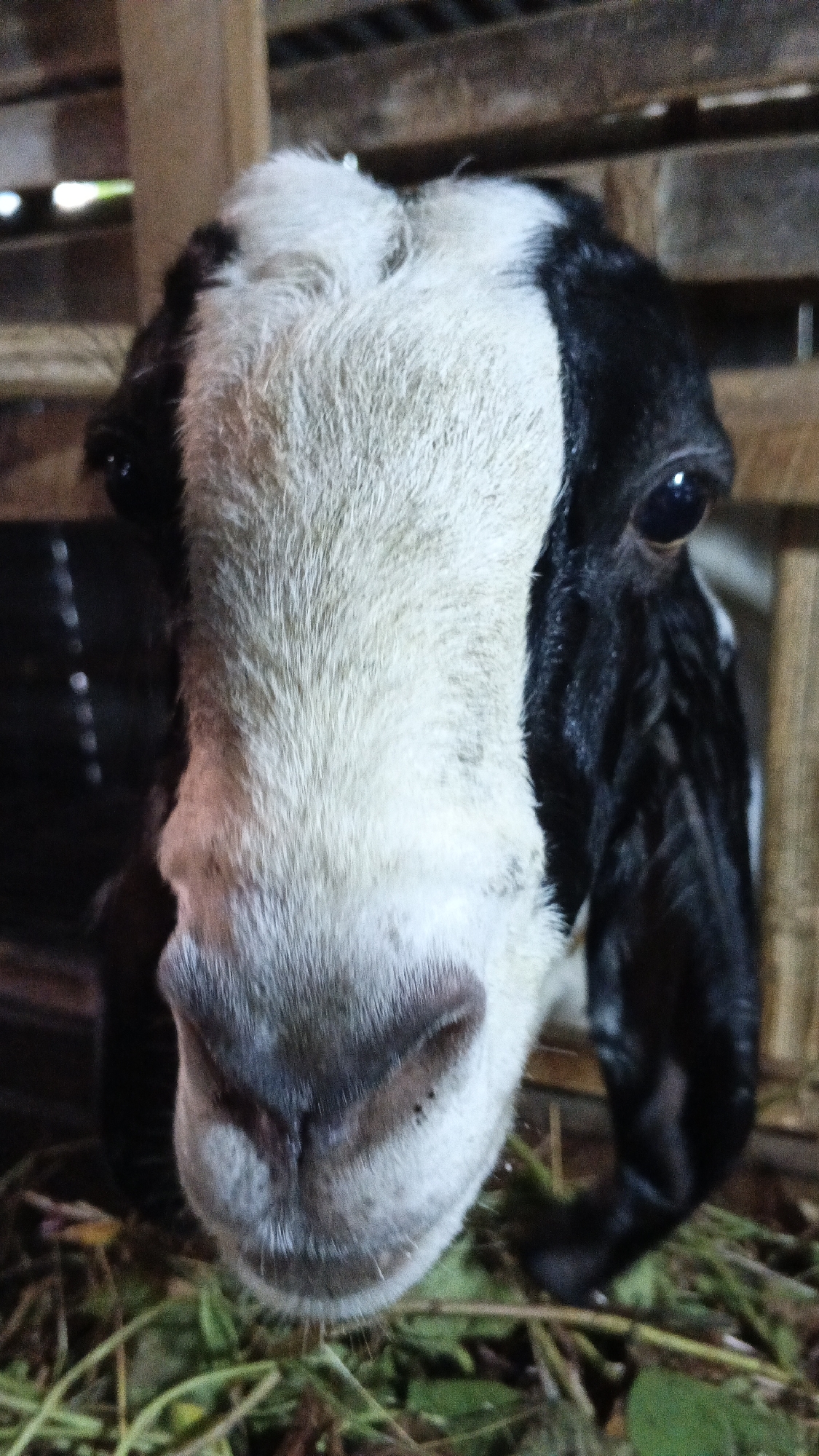 A close-up headshot of a black and white goat is centered in the frame, its face filling most of the image. The goat has large, dark eyes and a dark, moist nose with visible nostrils. Its fur is predominantly white on the front of its face, transitioning to black on the sides of its head and ears. The goat appears to be in an enclosure made of wooden planks, which are visible in the background. Green foliage, likely feed, is scattered around the goat's lower face and the ground in front of it. The lighting suggests it is nighttime or a dimly lit indoor space. The scene appears to be on a farm or rural property in Soko, Indonesia.