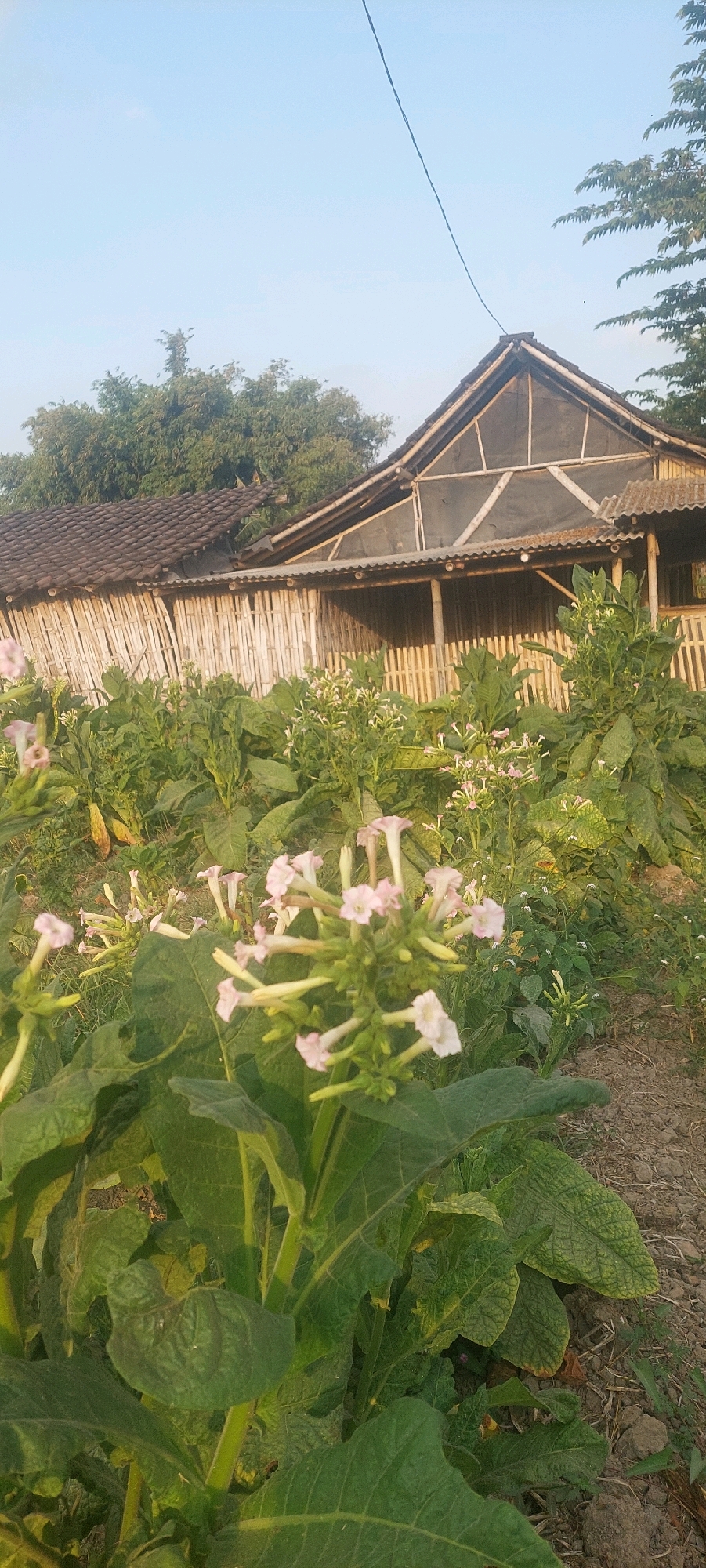 This image depicts a field of tobacco plants with delicate pink and white flowers blooming, set against a backdrop of traditional bamboo structures and a tiled roof building. The scene is illuminated by natural sunlight, casting soft shadows and highlighting the lush green foliage. In the foreground, a cluster of tobacco flowers is in sharp focus, showcasing their intricate shapes and pale hues. The mid-ground reveals more tobacco plants, their large leaves unfurling, interspersed with smaller green plants and some dry earth. The background features a rustic building, likely a drying shed or storage facility, constructed with bamboo walls and a pitched roof, with a second, older structure with a tiled roof visible to the left. Tall trees form a natural border at the top of the image, and a thin electrical wire is visible against the clear blue sky. The overall impression is one of rural tranquility in the Sumbersuko region of Indonesia.