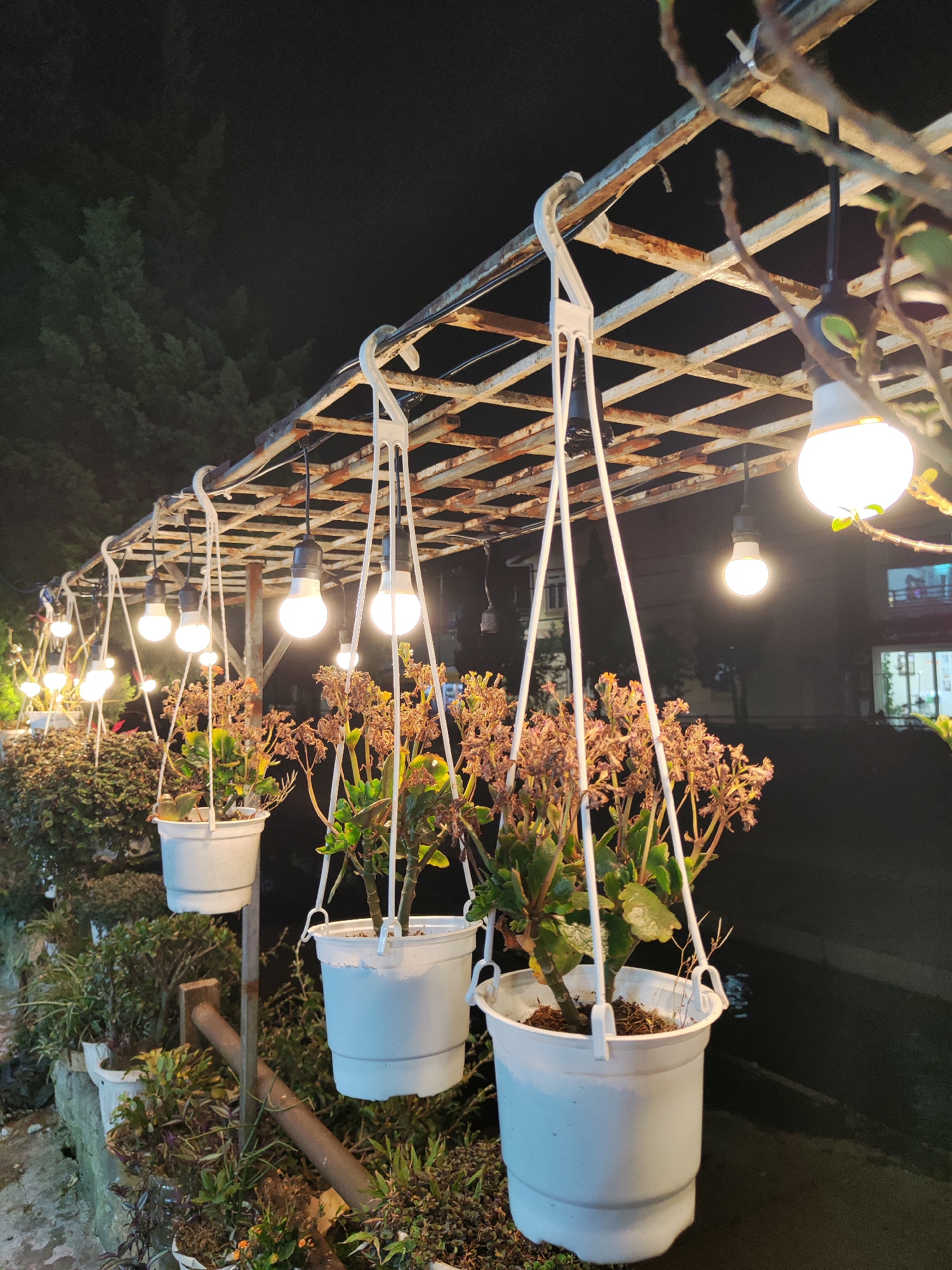 The image shows a row of hanging plants under a rusted metal grid structure with several lit light bulbs. The plants are in white plastic pots hanging by white plastic hangers. Below the hanging plants, other plants are potted in white containers, some on the ground. The background is a dark night scene with buildings visible in the distance, suggesting an urban environment. Given the location in Da Lat, Vietnam, it is likely a nighttime street scene in the city. There are no people visible in the image.