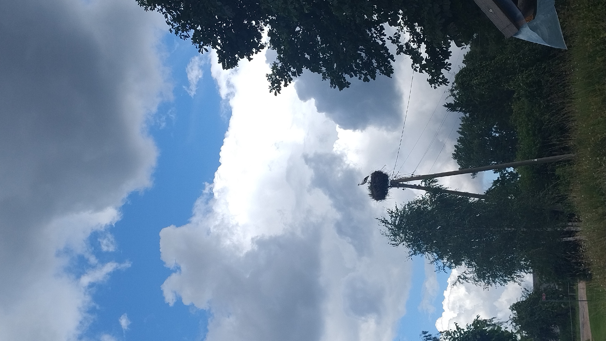 A solitary stork stands atop its large, twig-built nest perched on top of a wooden pole, which is part of an apparent electricity pylon. The nest is situated in the center of the frame, against a backdrop of a dramatic sky filled with a mix of bright white and dark grey clouds. To the right, a large tree with dark green foliage partially obscures the view, while to the left, the top of a birch tree is visible. In the background, a dense line of green trees stretches across the horizon. The foreground consists of a grassy field with tall, dry grass. The scene suggests an outdoor, rural environment, possibly on the outskirts of a town or village in an unspecified rural area of Latvia.