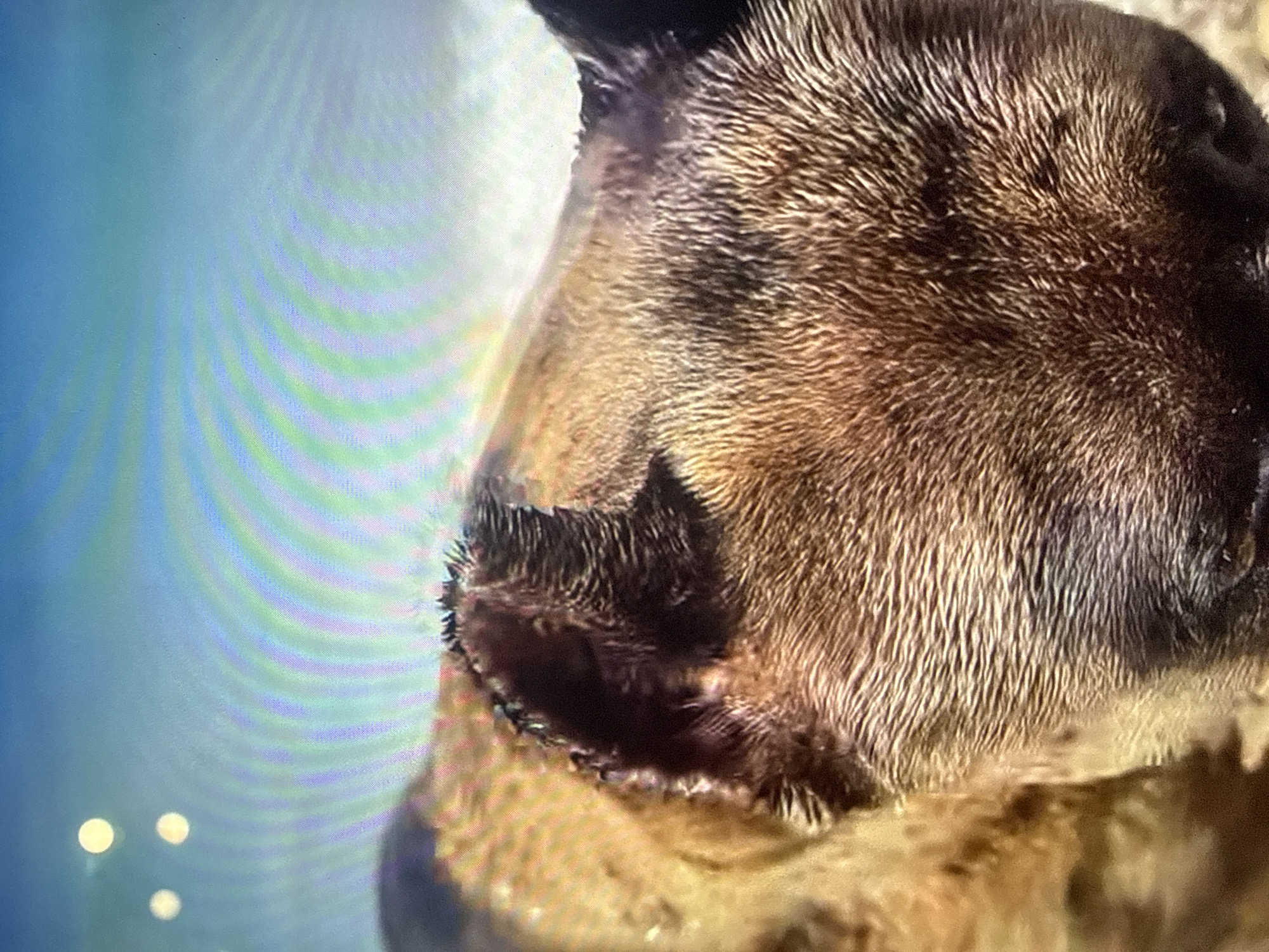 The image presents a close-up, high-angle view of a short-haired animal, likely a dog or canid, captured outdoors in daylight. The subject occupies the lower half of the frame, with its head and upper back visible. The fur is predominantly a wet or matted dark brown, with lighter tan and reddish-brown tones across its body and head. Both ears are erect, dark brown, and appear slightly wet. The animal's head is angled towards the lower right of the frame, with its snout partially visible at the bottom edge.
The background, in the upper half of the image, is blurred and consists primarily of a light blue expanse, indicative of a sky or a large body of water. Faint, repeating horizontal bands of green, purple, and white coloration are visible within this blue background, suggesting potential light interference or display artifacts. Three distinct, circular, bright yellow light sources, possibly reflections or distant luminaries, are present in the upper-left quadrant of the background. No identifiable city features or specific landmarks for Varna, Bulgaria, are discernable within the image. No people or other distinct objects are present in the scene. The animal appears static, possibly looking downwards.