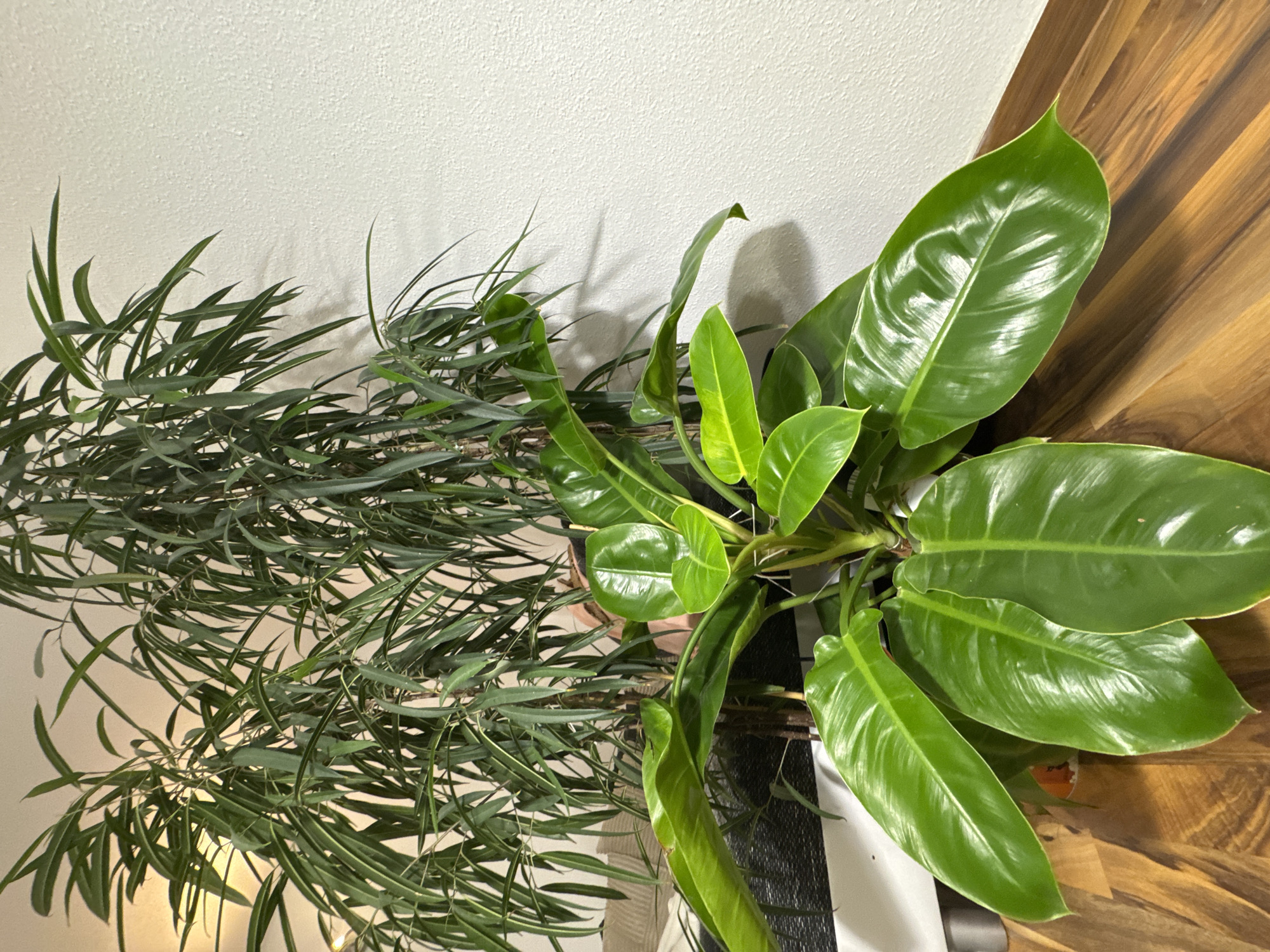 A tall, thin-leafed plant with a bamboo-like appearance stands behind a large-leafed philodendron. The plants are situated indoors, in what appears to be a domestic environment, with a wooden floor and a white, textured wall in the background. A section of a white piece of furniture is visible to the left of the plants, and a glimpse of a sofa with beige cushions can be seen behind the tall plant. The philodendron, with its glossy, heart-shaped leaves, dominates the foreground. The image was taken at an unknown location in Bietigheim-Bissingen, Germany.