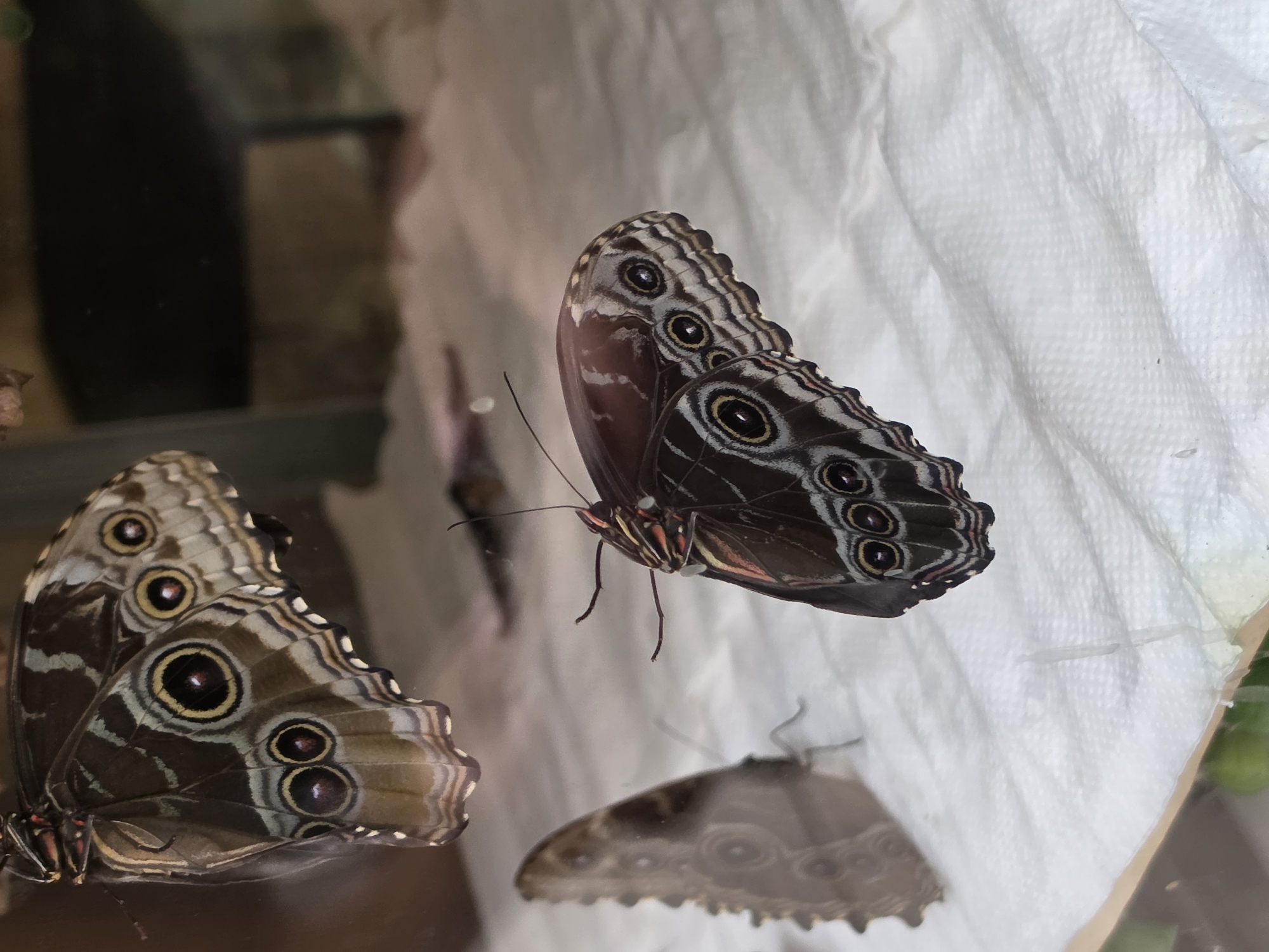 The image shows three butterflies on a white, textured surface, likely paper towels. The butterfly in the foreground on the right is dark brown with prominent eye-spots on its wings. These eye-spots are concentric circles of black, yellow, and red. The butterfly's wings are partially open, revealing intricate patterns.
To the left and slightly behind it, another butterfly is visible, also with eye-spots. This butterfly is more blurred and appears to be facing away.
In the upper left corner, a third butterfly is seen from the top, with its wings folded. This butterfly has similar eye-spot patterns but is more muted in color, with shades of brown and gray.
The background is out of focus, showing a dark, indistinct area that could be a surface or enclosure. There is a slight reflection visible, suggesting the butterflies are behind glass or a similar transparent material.
This image does not provide any information about a specific location in the city of Bussolengo, Italy.
