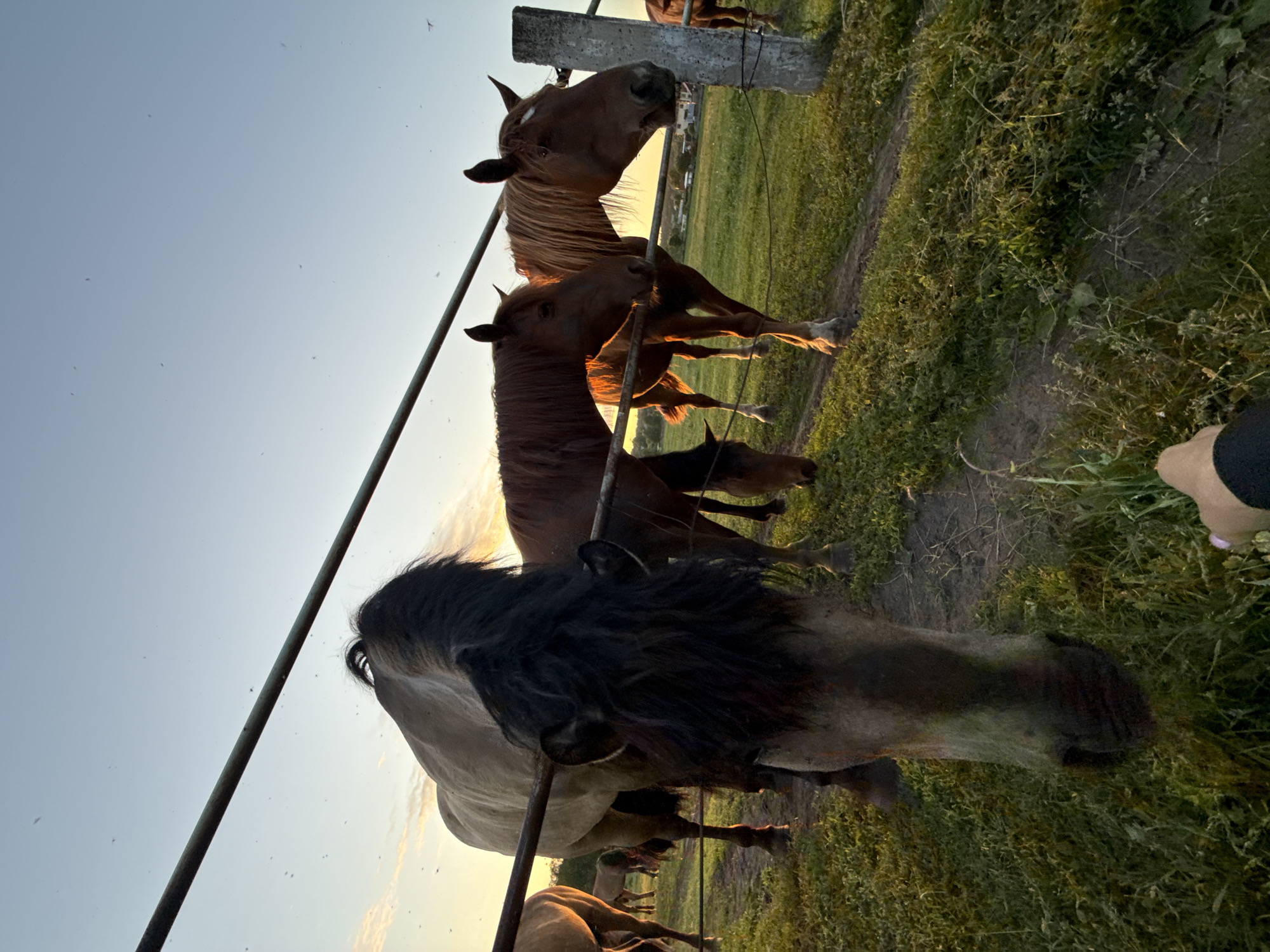 In Opary, Russia, a herd of horses is gathered near a fence under a clear sunset sky. In the foreground, a horse with a dark mane and a light brown body is looking down towards the ground, its head close to the fence. The horse's ears are visible, and a dark muzzle is prominent. To the right and behind it, two more horses are visible, both with brown coats and light-colored manes. One horse is facing right and looking forward, while the other is partially obscured. Further in the background, other horses can be seen in a field. The environment is a grassy field with a fence line running horizontally across the frame, and a concrete post on the right. The sky is a soft blue with hints of orange from the setting sun, and small insects are visible scattered throughout the sky. A human hand with a pink fingernail is in the lower right corner, reaching towards the grass.