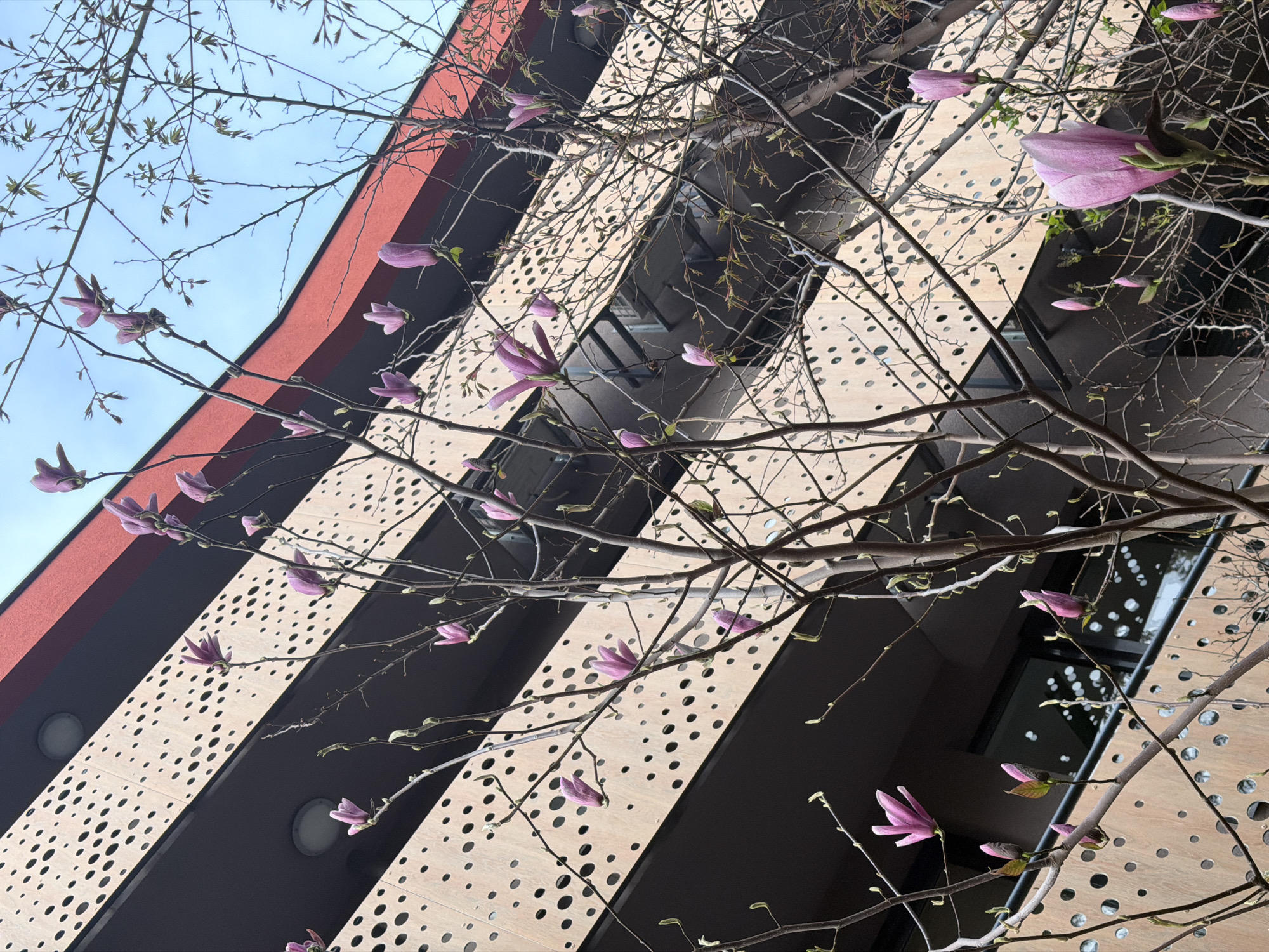 An upward-angled shot reveals a modern building facade behind a blossoming tree, likely a magnolia. The building features alternating horizontal bands of light-colored, perforated panels and dark, possibly black, solid bands. A band of reddish-brown is visible at the top left. Windows can be seen behind the perforated panels. The magnolia tree has thin, bare branches adorned with pink blossoms and small, new leaves. The sky is visible in the upper left corner and appears blue. The image shows elements of architectural design and nature, suggesting a contemporary urban landscape. Location in Varna, Bulgaria cannot be verified.