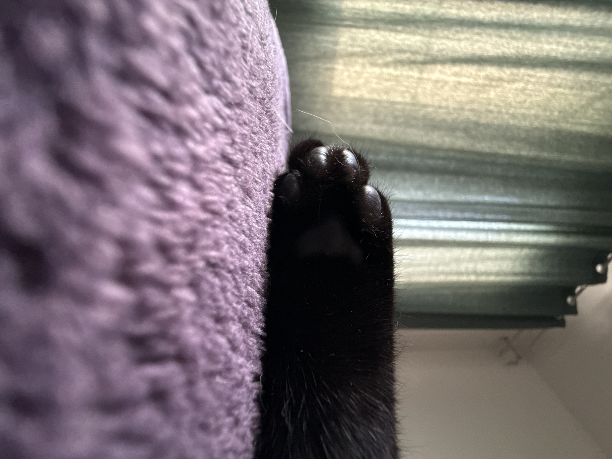 A close-up photograph shows a black cat's paw pressed against a purple, plush surface. The paw displays the toes with dark pads and claws visible. The background features a blurry, horizontal striped surface that appears to be a window covering. The location details are not provided in the image.
