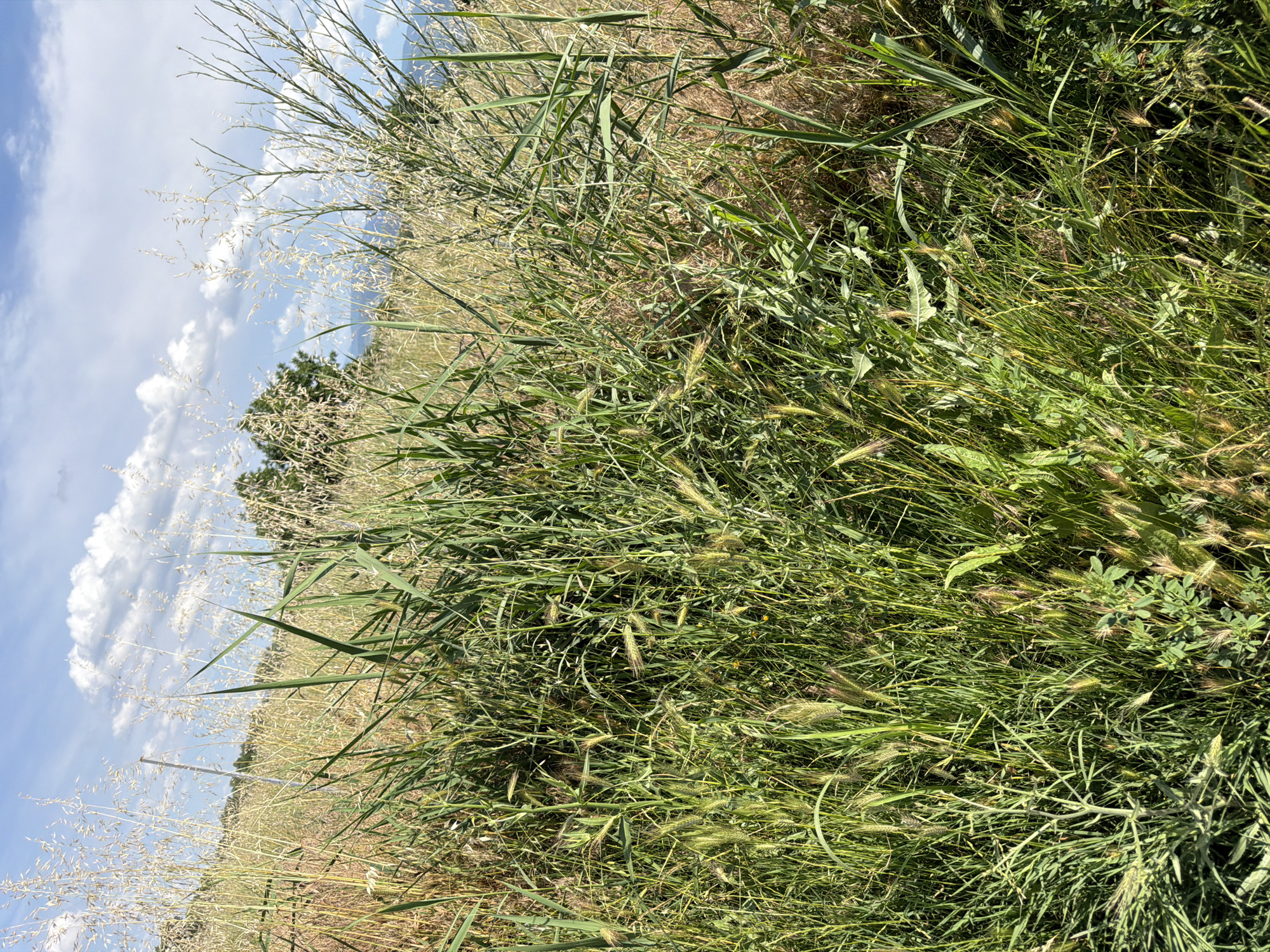 A sunlit, close-up, eye-level shot captures an overgrown field in Kadievo, Bulgaria, filled with a variety of grasses and wild plants. The foreground is densely packed with tall, green grasses, some reaching upwards with feathery seed heads, while others lie flatter, showcasing individual blades. Mixed among the green are stalks of dried, brown grass, creating a contrast in color and texture. In the mid-ground, the vegetation appears even taller and more wild, with some thinner, dried stalks reaching higher. In the background, a line of trees is visible on a gentle slope, with more indistinct vegetation extending further back. Above the landscape, a bright blue sky is dotted with fluffy white clouds. The overall scene is one of untamed nature, with no people or man-made objects clearly visible.