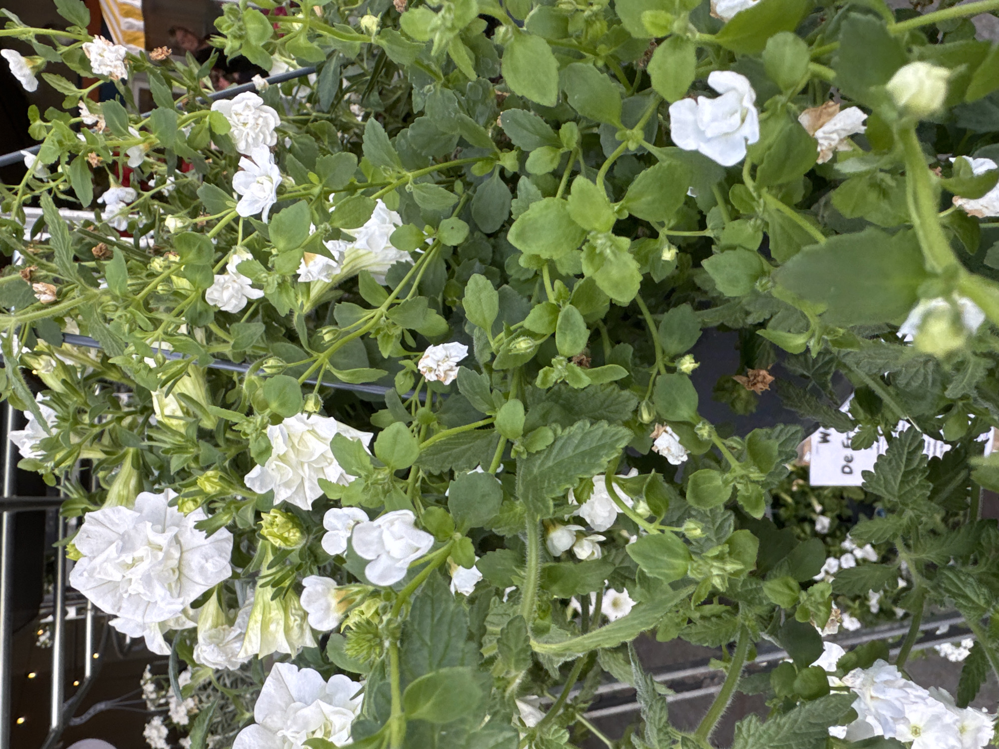 The image shows a close-up view of a hanging basket filled with white flowers and green foliage. The flowers are delicate and appear to be of the petunia or similar variety, with some fully bloomed and others in bud. The leaves are a vibrant green and vary in size and shape. The basket is hanging, indicated by visible metal support structures and what appears to be a portion of a railing or shelf in the background, suggesting an outdoor or semi-outdoor setting. In the middle-right of the image, a small white plant tag is partially visible, with the text "De Fr" legible. The background is blurred, but hints of indoor lighting and a person wearing a striped shirt suggest a commercial setting, possibly a garden center or florist shop. The overall impression is one of a lush, blooming plant display. The location is Ferwert, Netherlands.