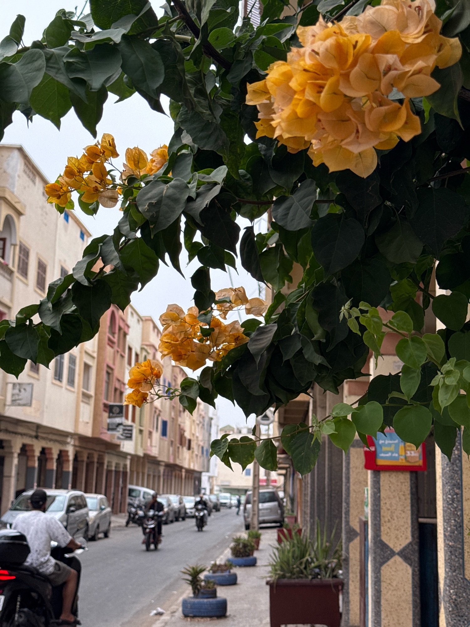 A vertical, medium shot captures a street scene in Essaouira, Morocco, framed by lush green foliage and clusters of delicate yellow bougainvillea flowers overhead. The foreground is dominated by these vibrant plants, their leaves and blossoms obscuring parts of the background. Below, a grey paved street runs diagonally from the lower left to the upper right. A person, facing away from the camera, is seated on a black motorcycle in the lower left foreground, wearing a light-colored shirt and shorts. The street is lined with a row of multi-story buildings on the left, displaying a palette of pastel colors including beige, pink, and light brown, with arched windows and shutters. Further down the street, several cars and motorcycles are visible, suggesting moderate traffic. On the right side of the street, a sidewalk with potted plants is partially visible. The overall impression is a lively street in a Moroccan city, infused with natural beauty from the overhanging flowering branches.
