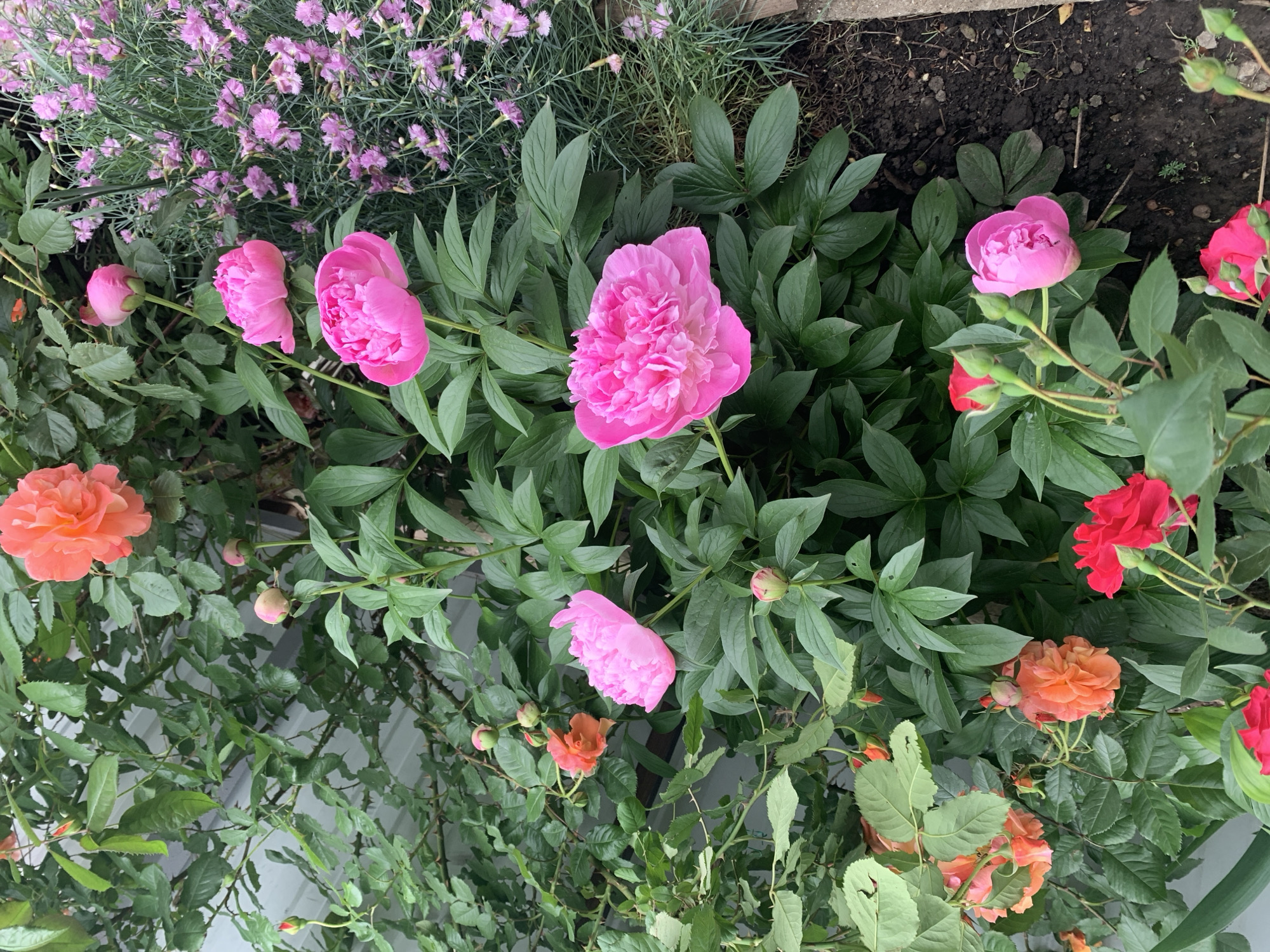 A vibrant outdoor scene showcases a lush garden setting. Bright pink peonies and salmon-colored roses are prominent, surrounded by verdant green foliage. Purple flowers add a contrasting hue. The scene is captured at a slightly canted angle, revealing a hint of white structure in the background. The location appears to be an urban garden or landscape, although the specific city remains unknown.