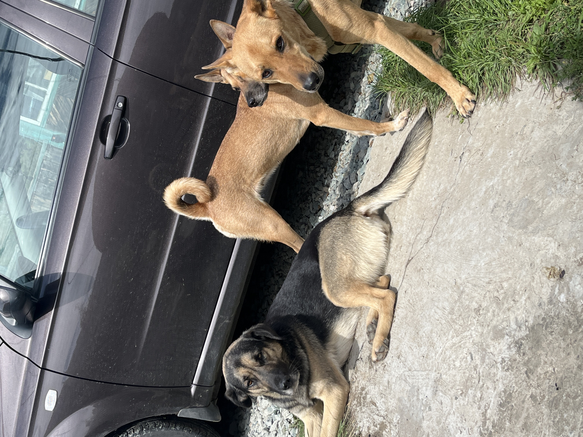A medium shot photograph captures three dogs outdoors in an urban setting. The dogs are a mixed breed, with varied coat colors and sizes. One dog, a larger breed with black and tan markings, is lying down on a concrete surface. Two other dogs, smaller and tan-colored, are standing. One of the standing dogs is leaning its head against the other's neck. They are positioned next to a dark brown car parked on a gravel surface. The background shows more gravel and some greenery. The scene appears to be in an outdoor area, possibly a yard or alleyway, in the city of Nizhny Tagil, Russia.