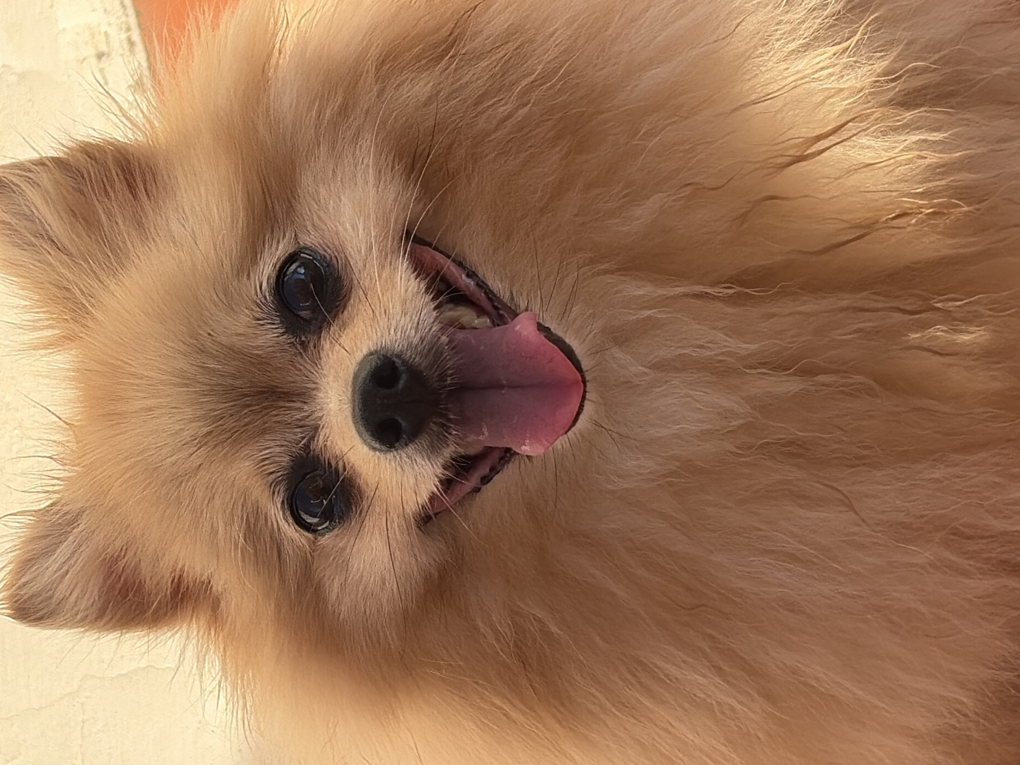 This is a close-up, head-on, portrait-style photograph of a Pomeranian dog. The dog has light brown fur, pointed ears, dark eyes, and a black nose. Its mouth is open, with its pink tongue visible. The background is out of focus, appearing to be a textured wall with hints of orange. There is no discernible location in the city of Torrevieja, Spain, visible in the image.