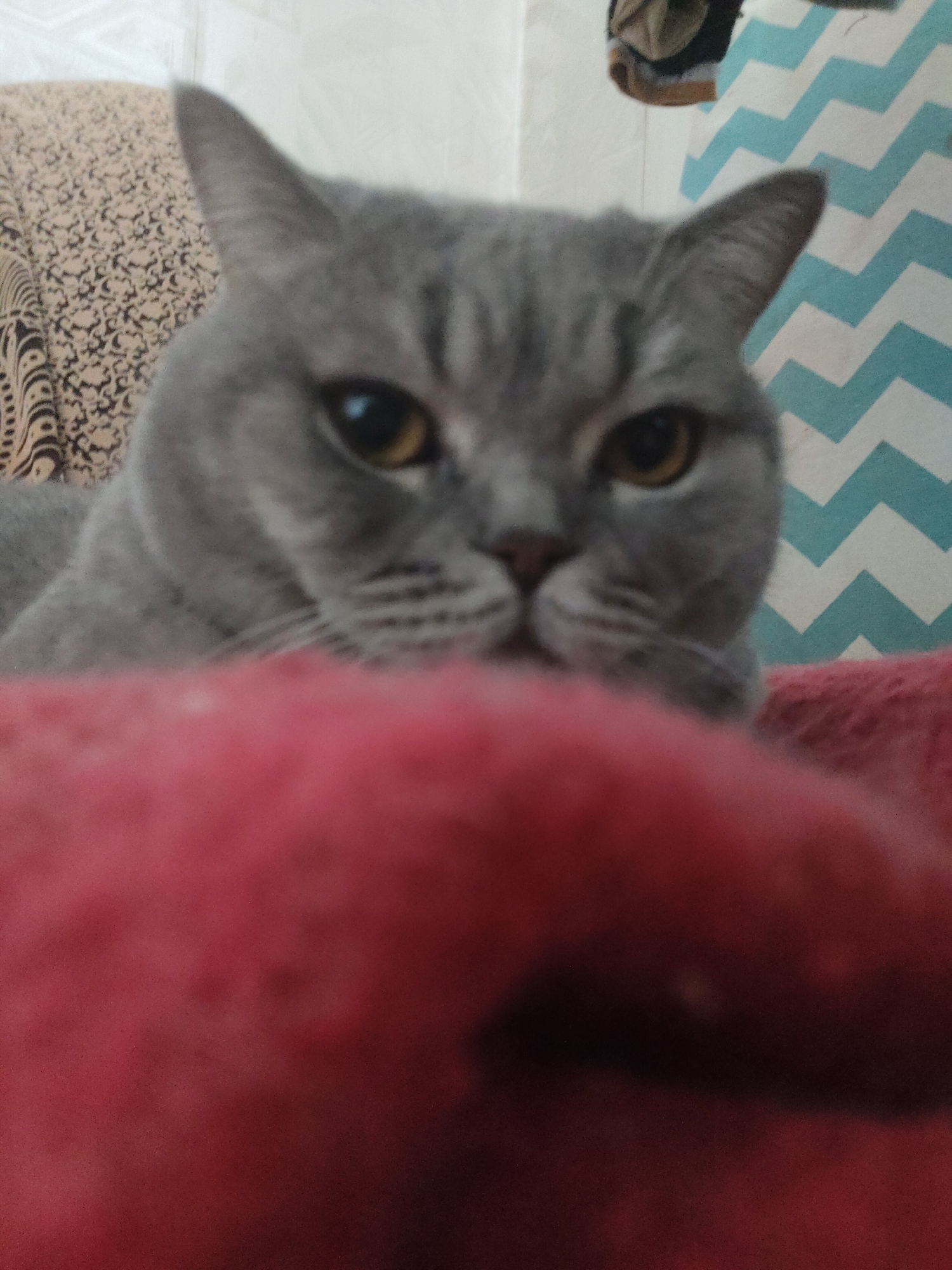 A gray domestic cat with amber-yellow eyes looks directly at the viewer, its head and upper body in clear focus. The cat has short, smooth fur with subtle darker stripes on its forehead and face, a small pink nose, and visible whiskers. Its ears are perked up.
A large, out-of-focus red fabric, likely a blanket or cushion, fills the immediate foreground, obscuring the cat's lower body and creating a soft, blurred base for the composition.
The background behind the cat is split into two main sections. To the left, a light brown fabric with a dark, ornate, swirling pattern is visible, possibly part of a couch or a draped textile. To the right, a white fabric or wall features a distinct blue and white chevron pattern, suggesting a curtain or another decorative element. A small, blurry, dark object hangs in the upper center background.
The cat appears to be settled in a cozy indoor environment, possibly a living room or bedroom. The activity is simply the cat observing the camera with a neutral, calm expression. The time of day is not discernable, but the scene is adequately lit. No text is visible in the image.