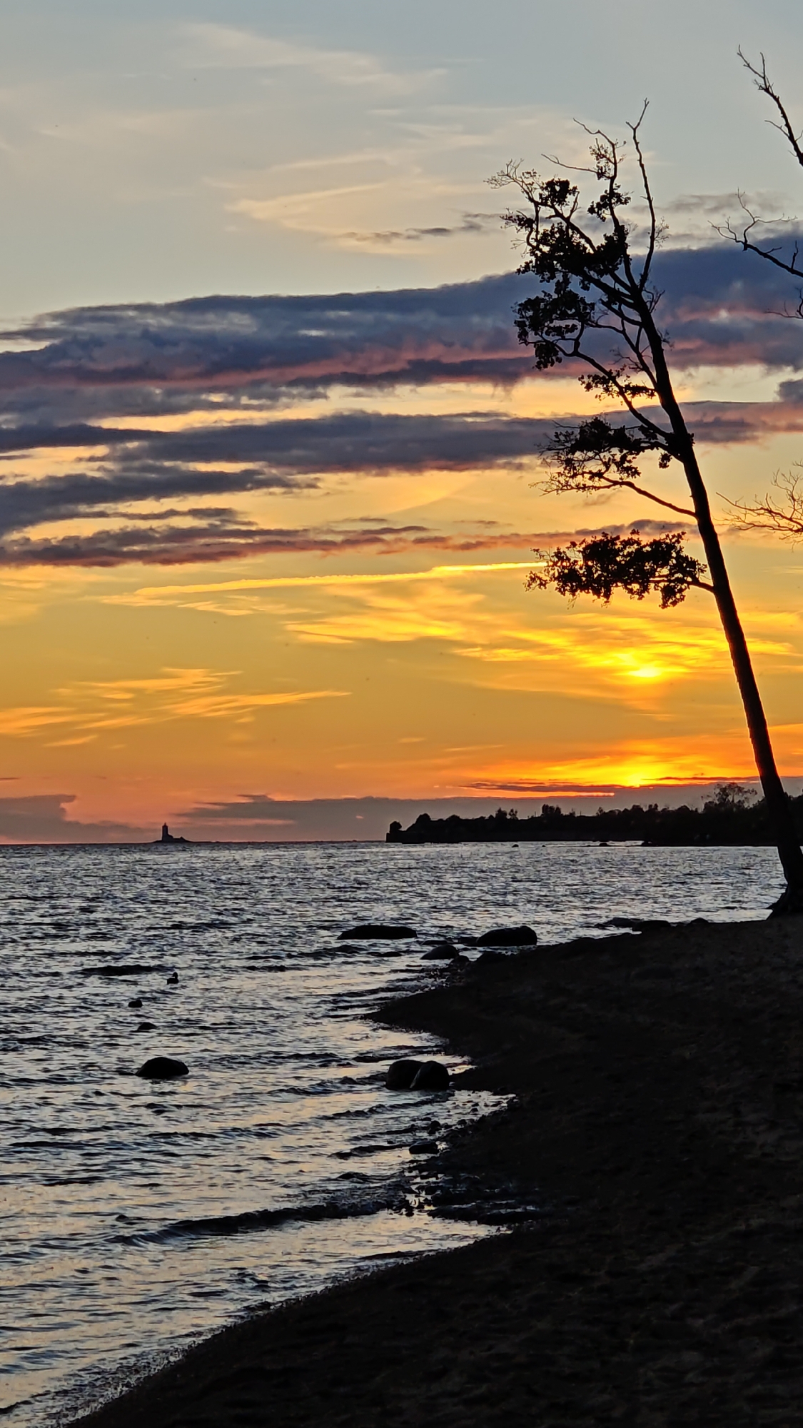 The image depicts a coastal sunset scene in Kronstadt, Russia. The sky is filled with vibrant colors ranging from deep orange and yellow near the horizon to softer pinks and blues higher up. Streaky clouds are scattered across the sky, some appearing dark and dramatic, others wispy and light. In the distance, a thin lighthouse is visible on the horizon. The sea in the foreground is calm with gentle waves lapping against the shore. Rocks are scattered along the water's edge and in the water itself. The beach in the lower right portion of the image is dark and sandy. A silhouetted tree with sparse branches stands on the right side of the frame, leaning slightly towards the water. No people or animals are discernible in the image. The overall atmosphere is serene and picturesque, characteristic of a sunset over the Gulf of Finland.