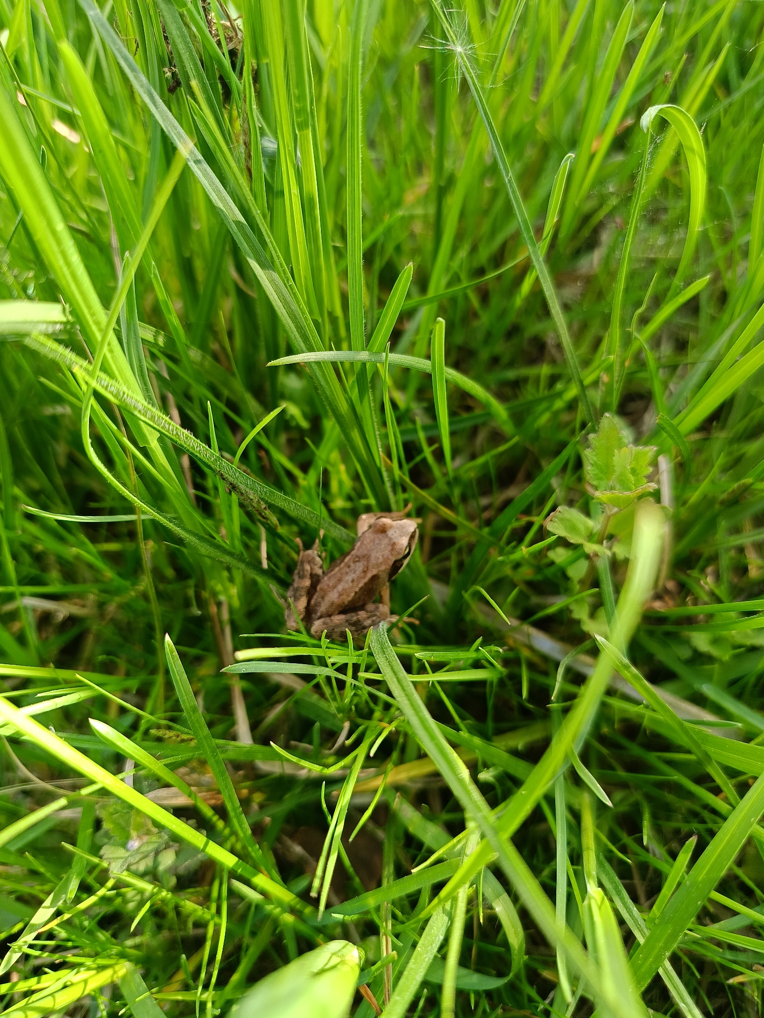A small brown frog sits amidst dense green grass. The location is not discernible from the image, so the city of Chaikovsky, Russia cannot be confirmed.
