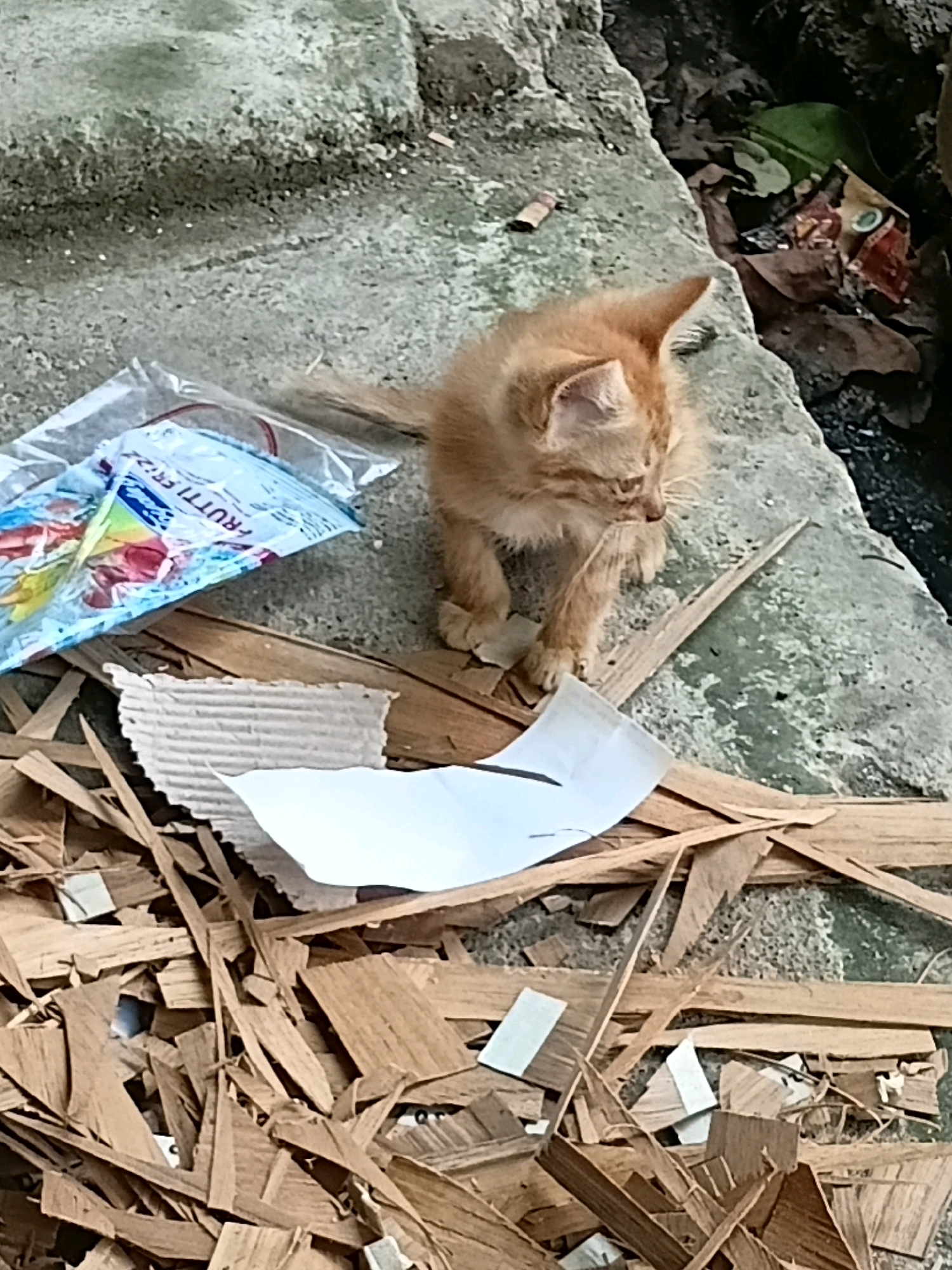 A ginger kitten is standing amidst debris on a rough, concrete surface. To the left of the kitten, a plastic wrapper, likely for food or candy, is partially visible. The kitten is facing to the right, with its ears perked. Surrounding the kitten and the wrapper is a collection of wood fragments and torn paper. In the background, there is dark soil and some dry leaves. The scene appears to be outdoors, possibly in an alleyway or a neglected area within the city of Cikal, Indonesia, given the description.
