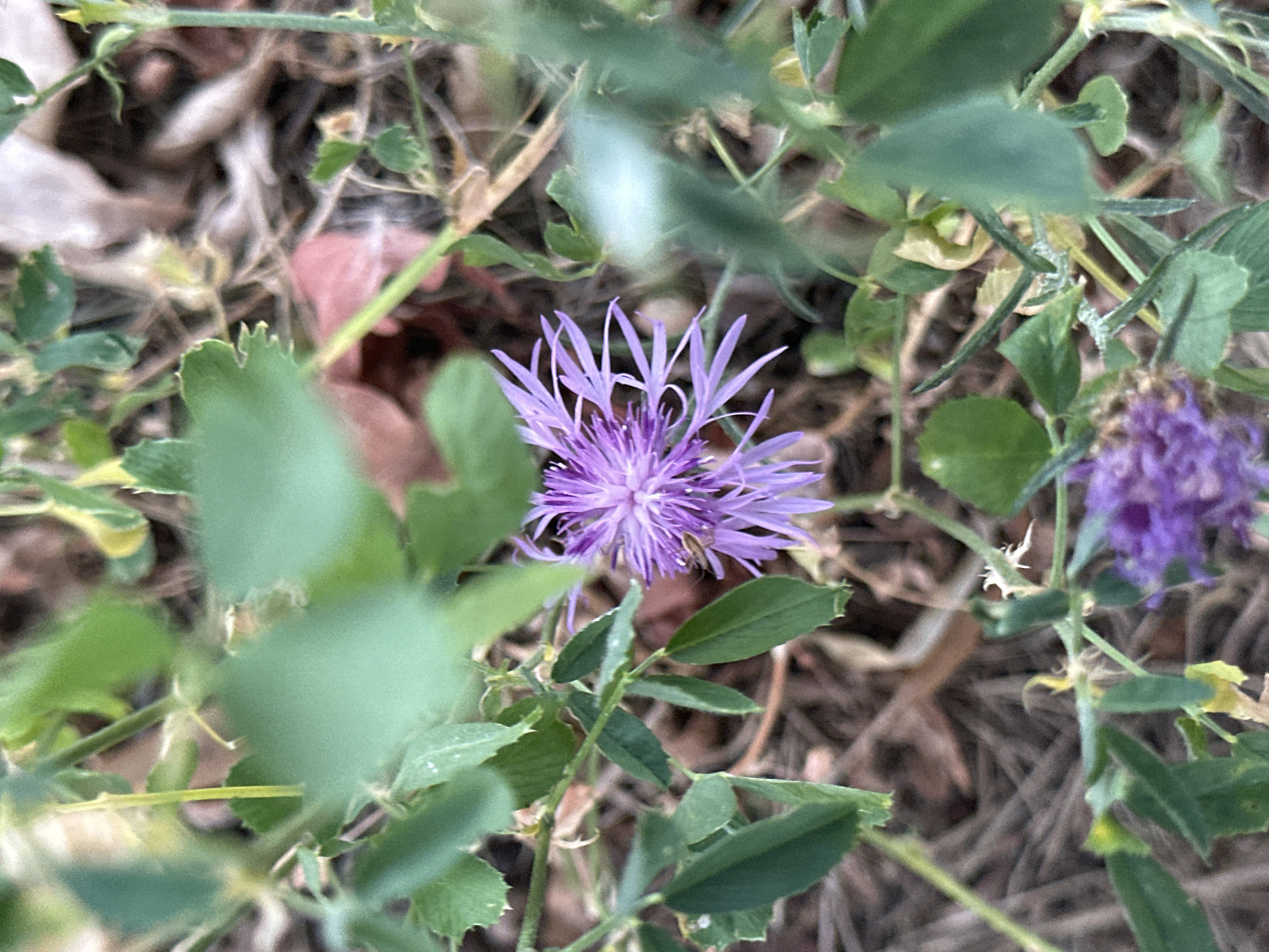 A purple flower with thin, spiky petals is in focus in the center of the image. The flower is surrounded by green leaves and stems. The background is blurred and appears to be a mix of dry leaves and soil. There are no people or animals visible in the image. This image was taken in the city of Krefeld, Germany, likely in a park or garden.