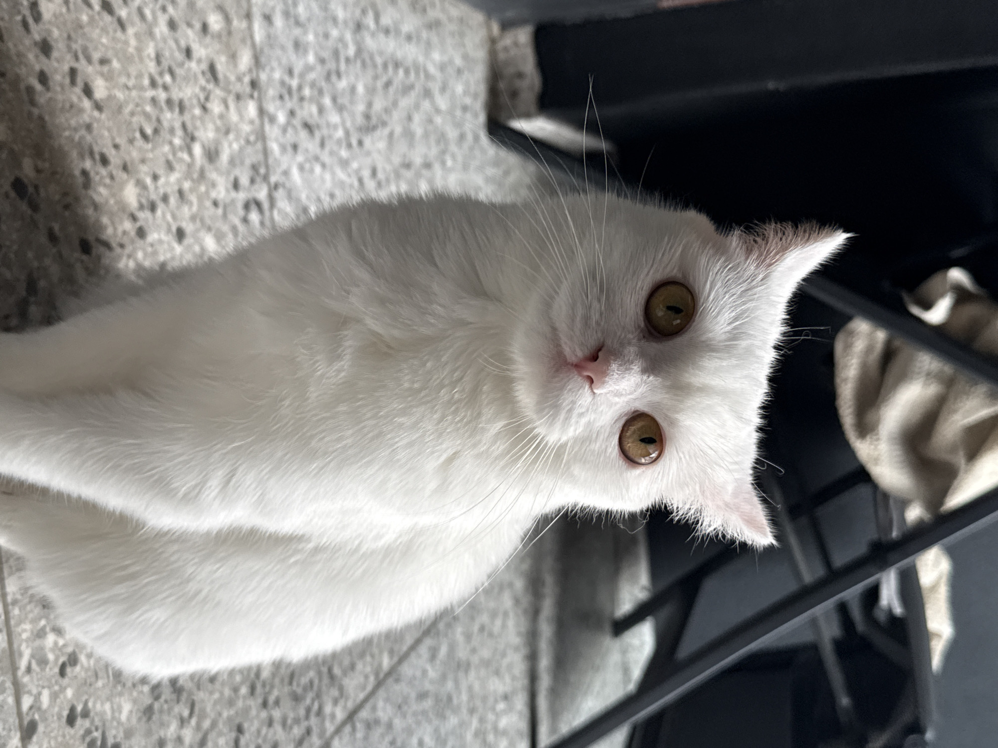 A white cat with amber eyes sits on a speckled gray floor. The cat is facing forward, with its head slightly tilted. The background is dark and out of focus, with some blurred shapes that suggest furniture.