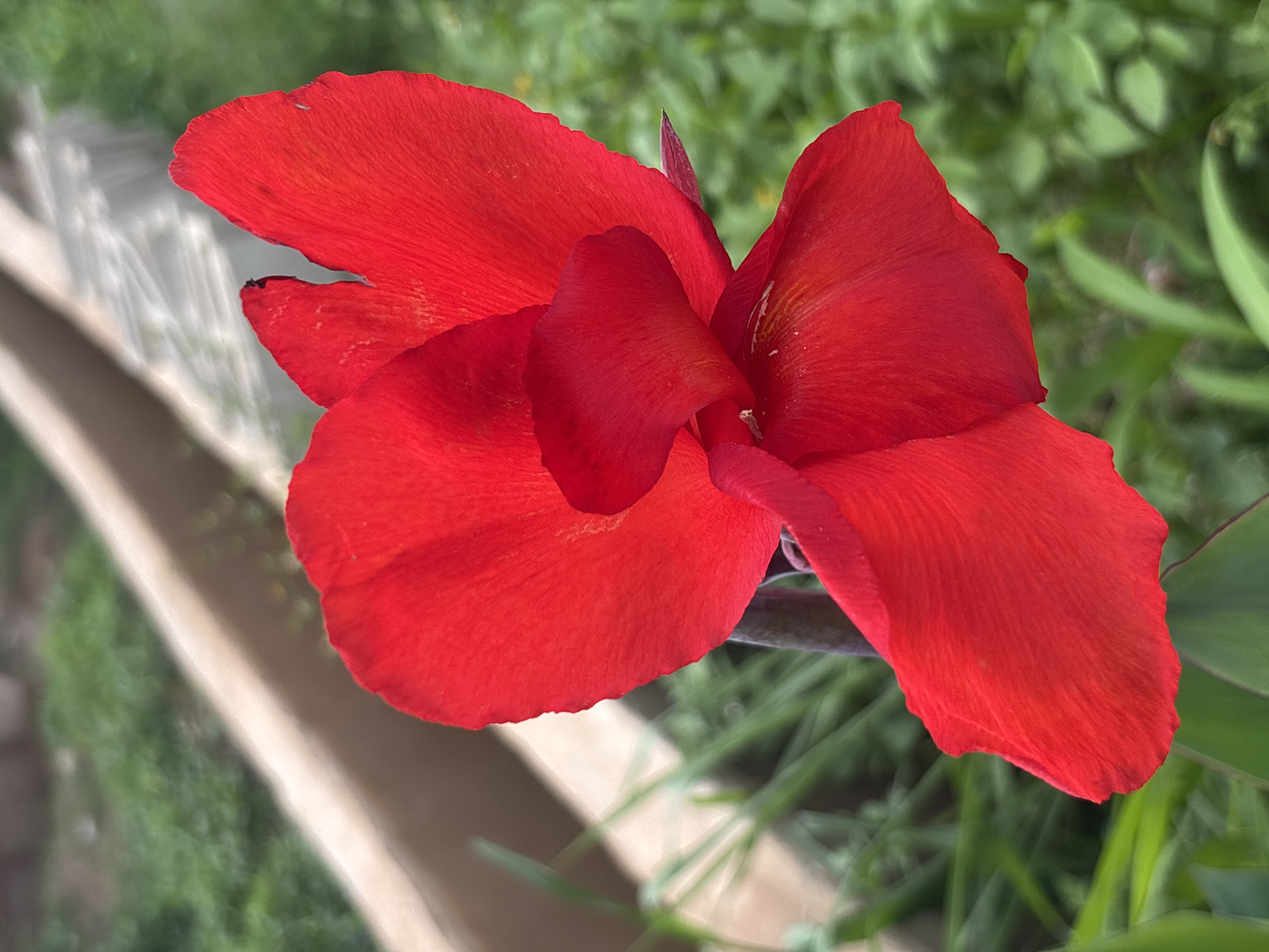 This media file is a close-up, vertical photograph of a vibrant red Canna lily flower. The flower is the sole subject, captured in sharp focus against a softly blurred background of lush green foliage and a beige, textured surface, likely a pathway or low wall. The lighting suggests it is daytime, with a bright, diffused light illuminating the flower's delicate, ruffled petals. The flower is in full bloom, showcasing its rich red color and intricate petal structure. One petal appears slightly curled, revealing its textured surface. The background's green tones indicate an outdoor, garden-like setting, consistent with the location context of Jos, Nigeria. There are no people, text, or specific events depicted, the focus is purely on the natural beauty of the flower. The overall mood is serene and naturalistic, highlighting the flower's striking visual appeal.