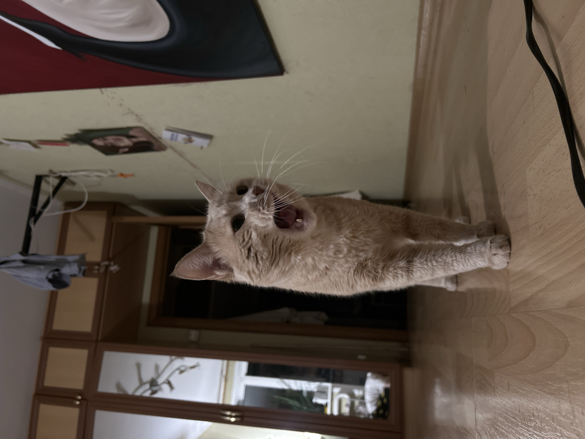 A light-colored cat with its mouth open is standing on a wooden floor in what appears to be an indoor setting. The cat is facing forward, and its teeth and tongue are visible. The background includes a large mirrored closet with glass doors, a doorway leading to another room, and a wall with some pictures and a large painting. There are also some wires visible on the floor. The lighting suggests it might be evening or an indoor space with artificial light. There is no identifiable indication that the location is Moscow, Russia.