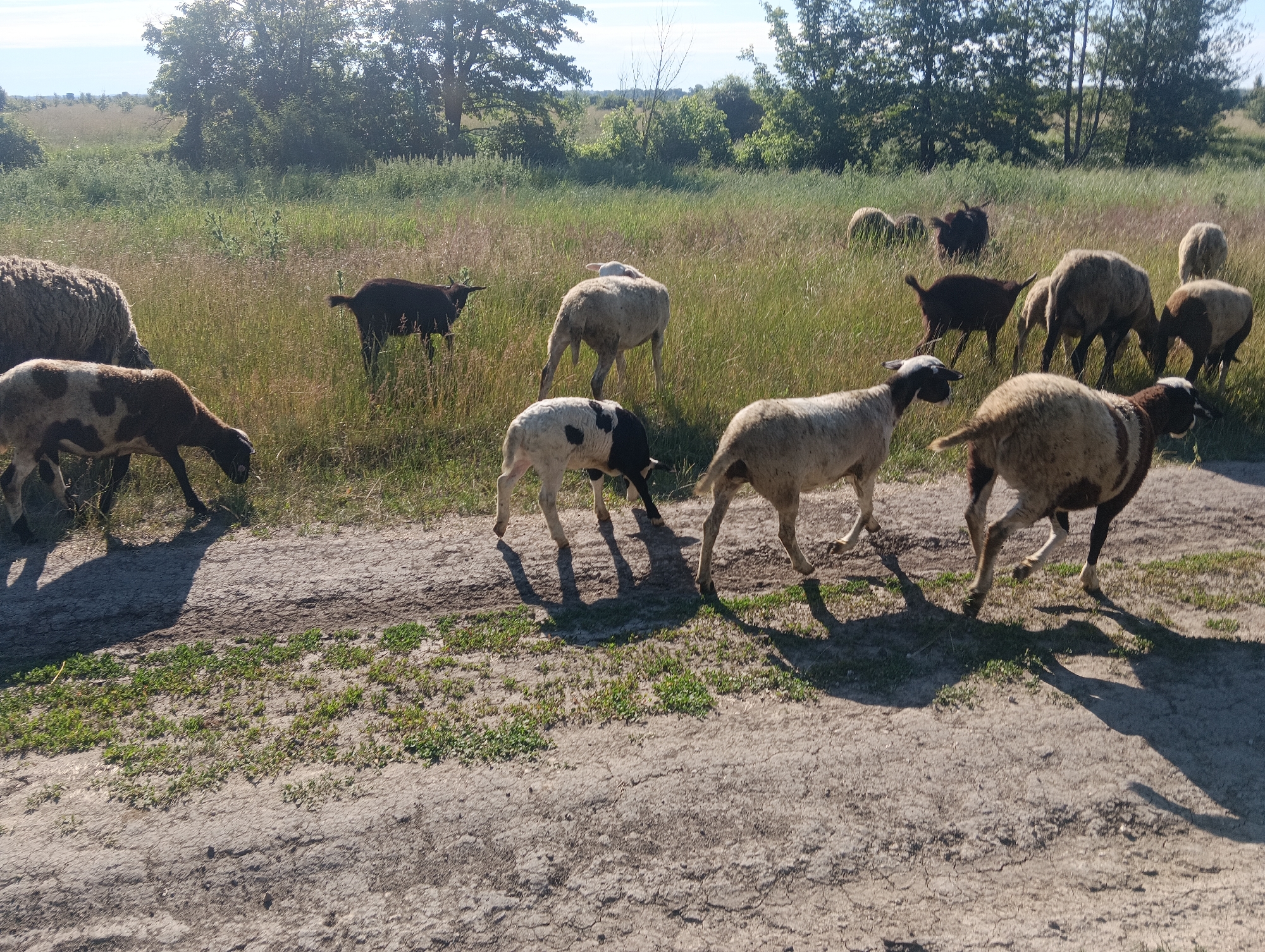 A herd of approximately a dozen sheep and goats grazes in a grassy field with scattered trees in the background. The animals, of varying colors including white, black, brown, and spotted patterns, are dispersed across the scene. Some are standing, while others are bent down, presumably eating. The ground in the foreground is a dirt path with patches of green vegetation. The lighting suggests it is daytime, with shadows cast by the animals.