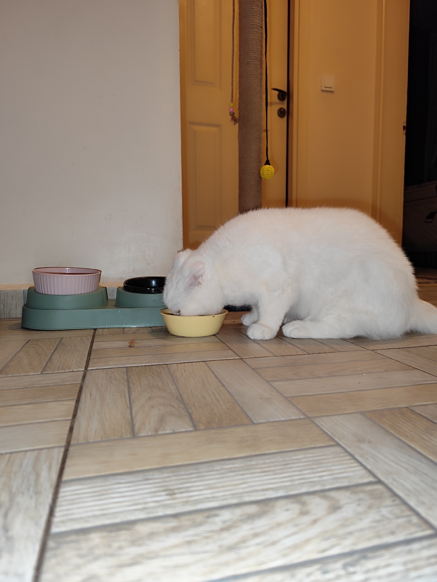 A white cat is eating from a yellow bowl on a green feeding station with a pink bowl to its left and a black bowl between them. The feeding station is on a tiled floor. In the background are a white wall, a tan door, and a cat scratching post with hanging toys. The location is Sarıyer, Turkey.
