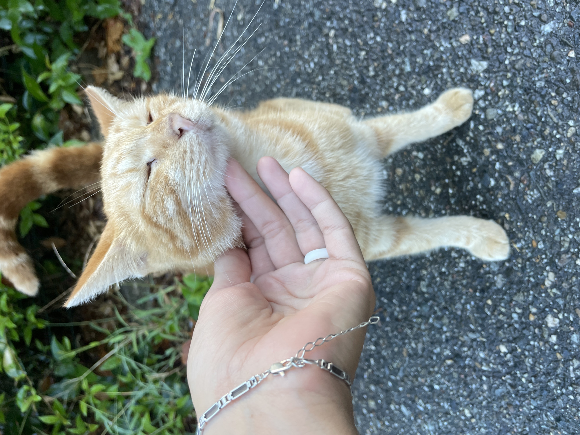 An orange tabby cat is being petted by a person's hand on its chin. The cat has its eyes closed and appears to be enjoying the attention. The scene takes place outdoors on a paved surface, with greenery in the background. The person's hand is wearing a silver bracelet and a white ring. The cat has white whiskers. The image does not contain information to determine the location in the city of Sochi, Russia.