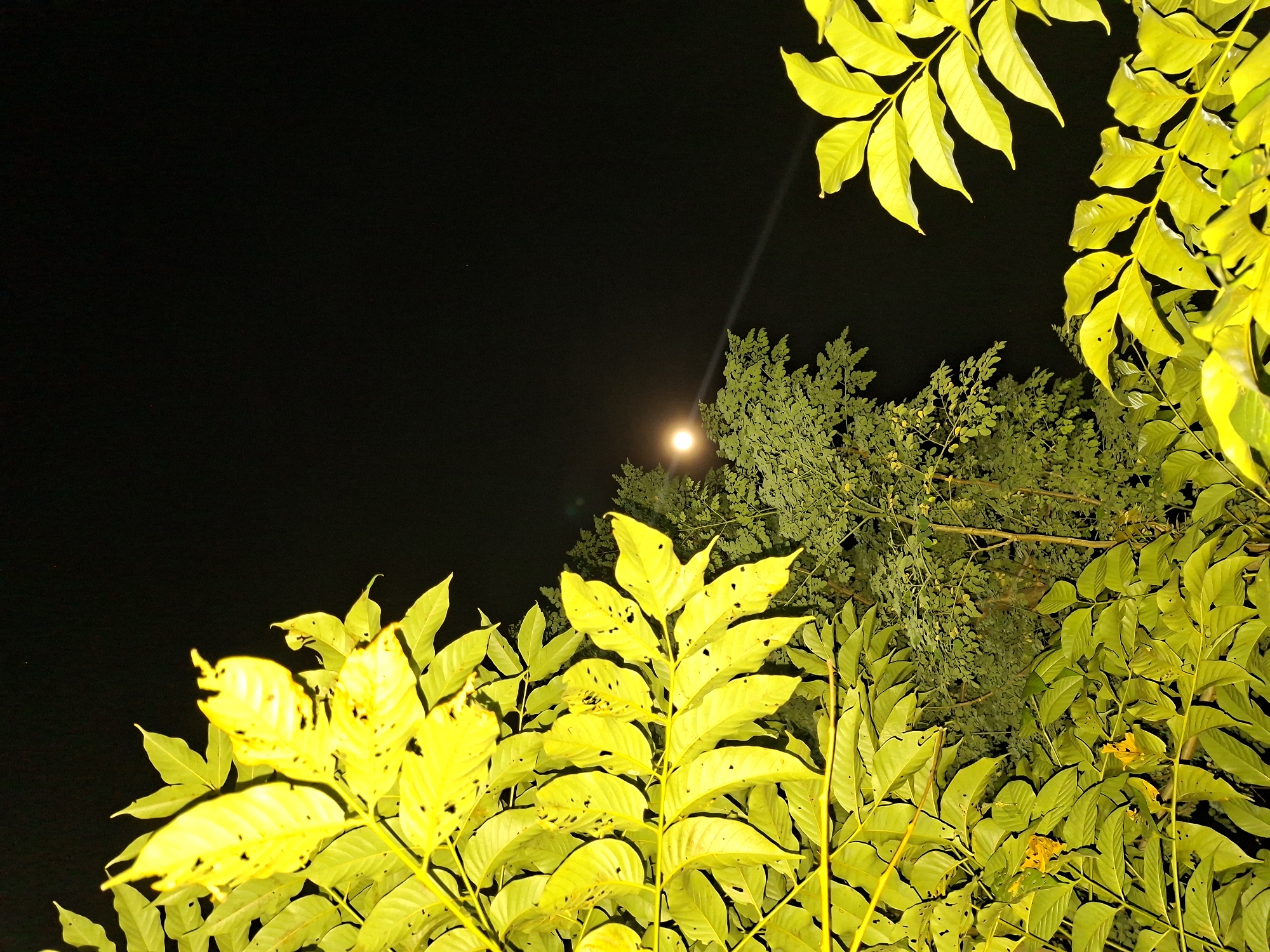 The image depicts a nighttime scene in Kutaglumpang, Indonesia, captured from a low angle looking upwards through a dense canopy of trees. The dark, clear night sky fills a significant portion of the frame, predominantly in the upper-left and central areas. A bright, circular light source, resembling the moon, is visible in the middle-left, partially obscured by foliage and emitting a subtle beam of light upwards.
The primary subjects are the lush leaves of several trees and bushes, which dominate the foreground, bottom, and right sides of the image. These leaves are intensely illuminated, appearing in vibrant shades of yellowish-green, almost glowing against the deep black of the night sky. Many of the leaves exhibit small holes or imperfections. The dense arrangement of the foliage creates a natural frame around the dark sky and the central light source. No human activity or visible text is present in the image. The scene suggests a tranquil, clear night, with artificial or natural light dramatically highlighting the surrounding vegetation.
