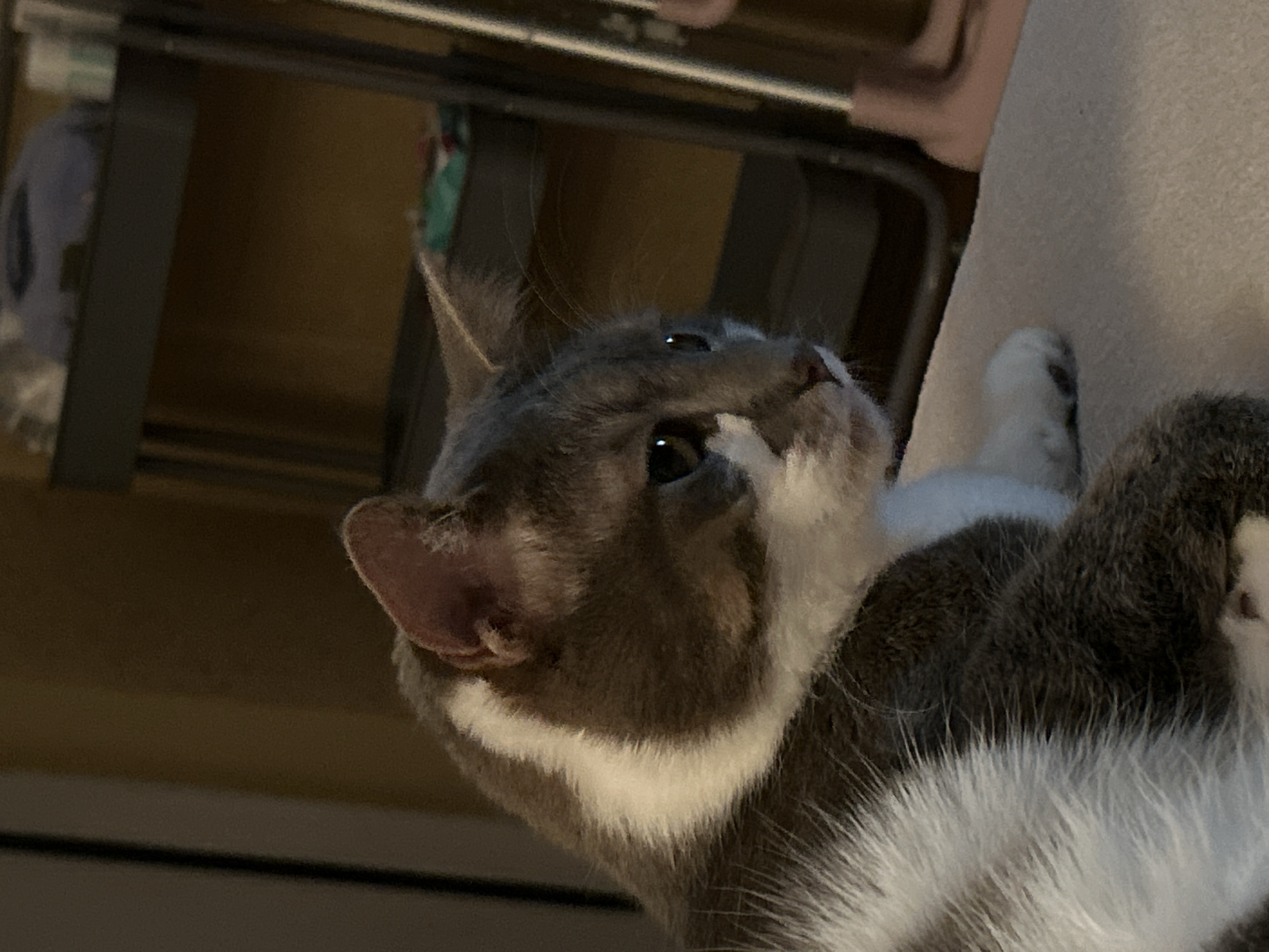 A close-up, side profile shot shows a grey and white cat with striking green eyes, looking to the right. The cat has a white blaze of fur running down its face and a white chest. The background is out of focus, but appears to be an indoor setting with a shelving unit. There are no people visible in the image. The location is not specified within Sofia, Bulgaria.
