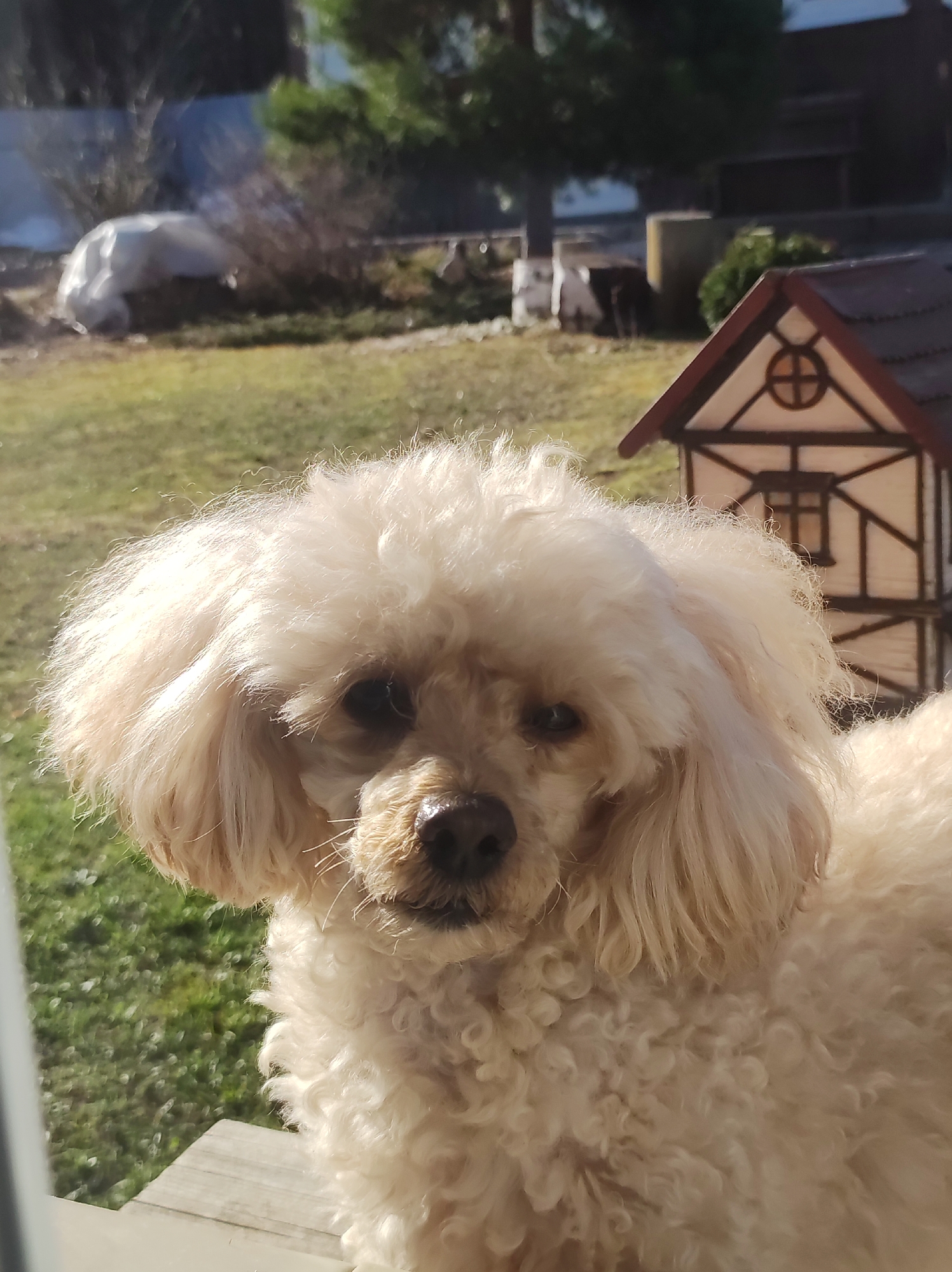 A light-colored, fluffy dog, possibly a poodle or poodle mix, is prominently featured in a close-up portrait, looking directly at the viewer. The dog has creamy, off-white, curly fur, particularly shaggy around its face and ears. Its dark eyes are visible through the fur, and it has a dark nose.
The setting appears to be an outdoor scene in a residential area of Фоки, Russia, bathed in bright, natural sunlight, indicating daytime. The dog is positioned on what looks like a wooden deck or ledge, with a grassy backyard visible behind it.
In the background, there's a lush green lawn, partially in shadow and partially illuminated by the sun. Further back, various trees and shrubs can be seen. To the right of the dog, a decorative, miniature house-like structure with a brown roof and white walls detailed with dark brown timber framing is visible. It features a small, round window with a cross pattern. On the left side of the background, a large, bulky object covered in white plastic or tarp is situated on the grass. The overall impression is a sunny day in a domestic garden. There is no visible text in the image.