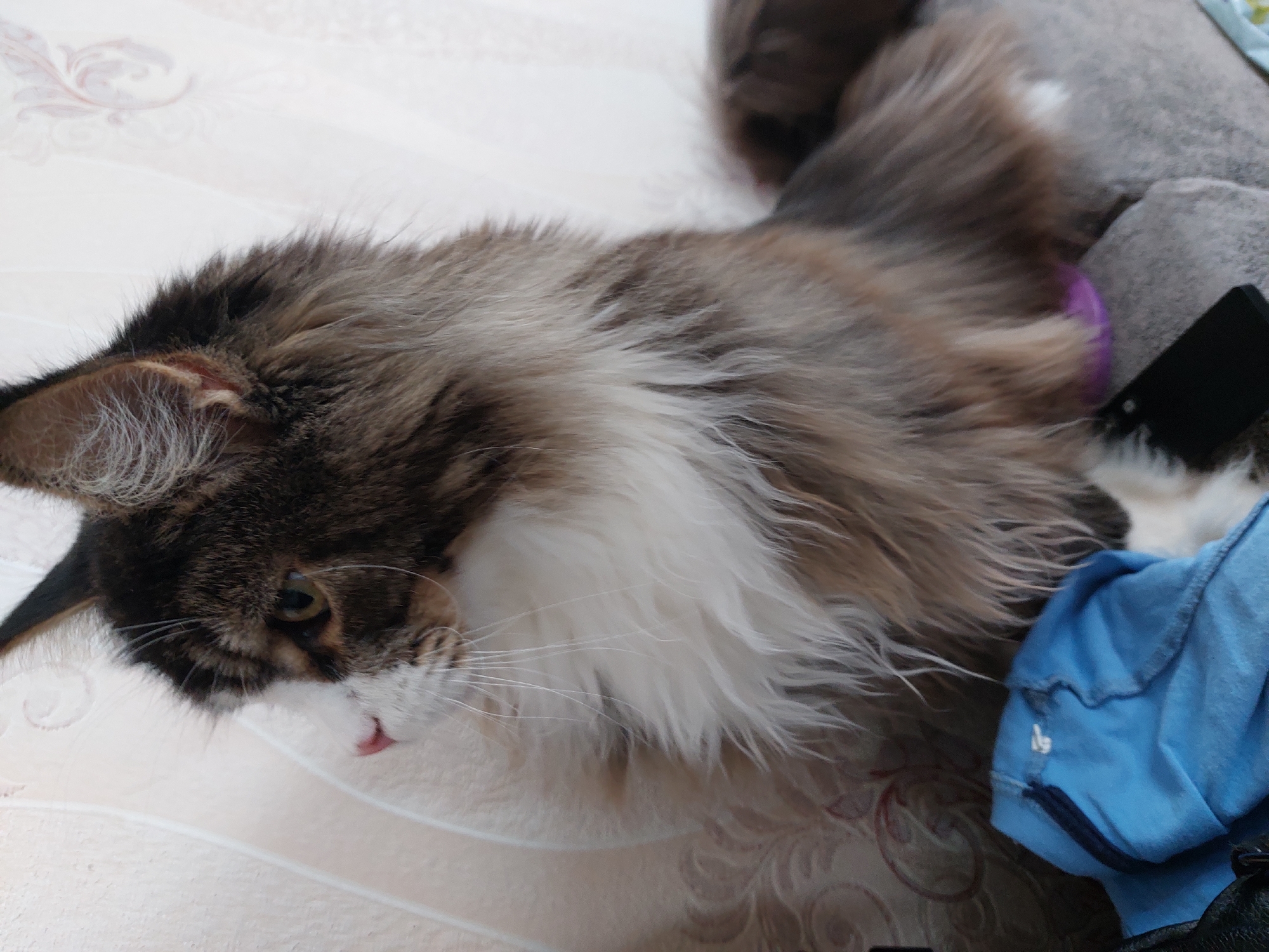 A medium-haired cat with brown, white, and black fur is lying on a patterned, light-colored surface. The cat's head is oriented to the left side of the frame, with a small pink tongue visible. The cat's body extends towards the right, where it rests against a gray, soft object. A partially visible blue garment is situated near the cat's rear. The location is Большой Букор, Russia.