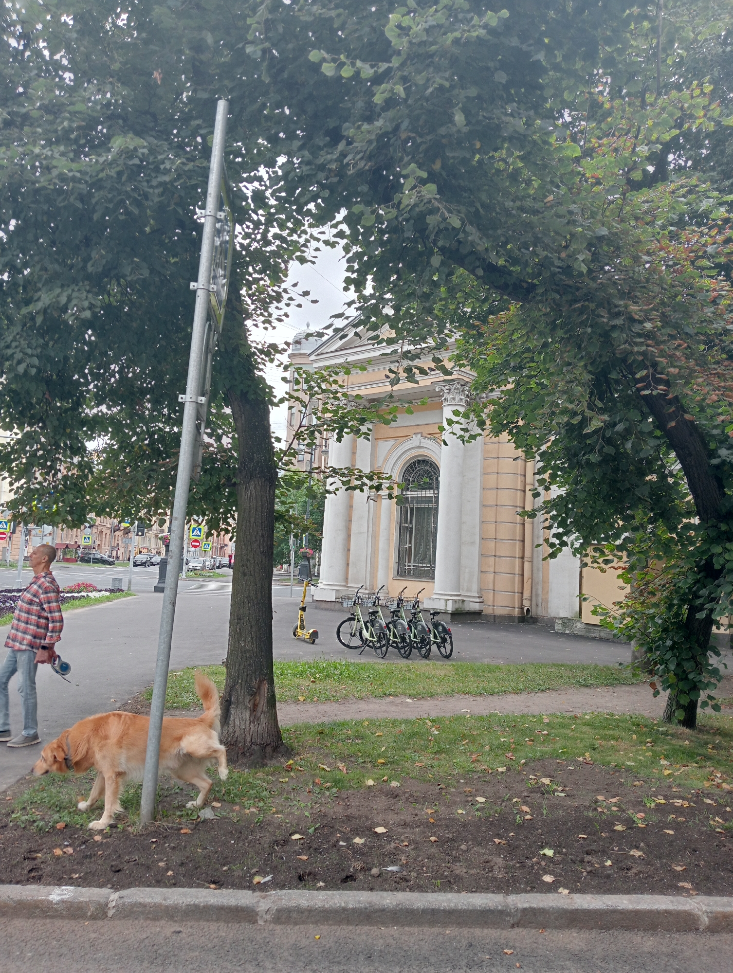 An eye-level, full shot captures a golden retriever dog lifting its leg to urinate on a metal pole in a park area adjacent to a street in Saint Petersburg, Russia. The dog, facing left, is partially obscured by the pole. A person wearing a plaid shirt and blue jeans stands to the left of the dog, holding a leash, and looking to the left. Behind the dog and person, a sidewalk runs alongside a street with cars and traffic lights. In the background, a light yellow building with columns and a large arched window stands behind a row of bicycles and a yellow electric scooter. Lush green trees with visible leaves overhang the scene from the left and right. The ground is covered with grass and fallen leaves. The overall lighting suggests an overcast day.