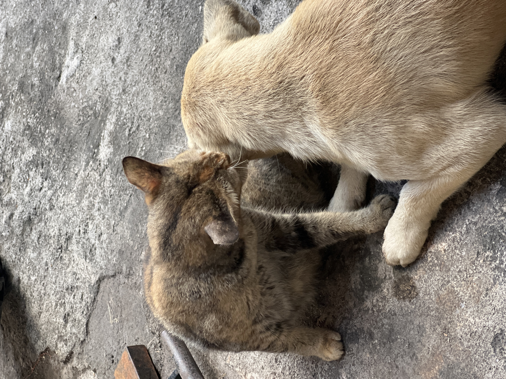 A tabby cat is grooming a light brown dog's head. The animals are on a rough, gray concrete surface. In the background, to the left, is a rusty metal object. The scene is outdoors, likely in an alleyway or courtyard in Denpasar, Indonesia, as indicated by the weathered concrete and the casual placement of everyday objects.