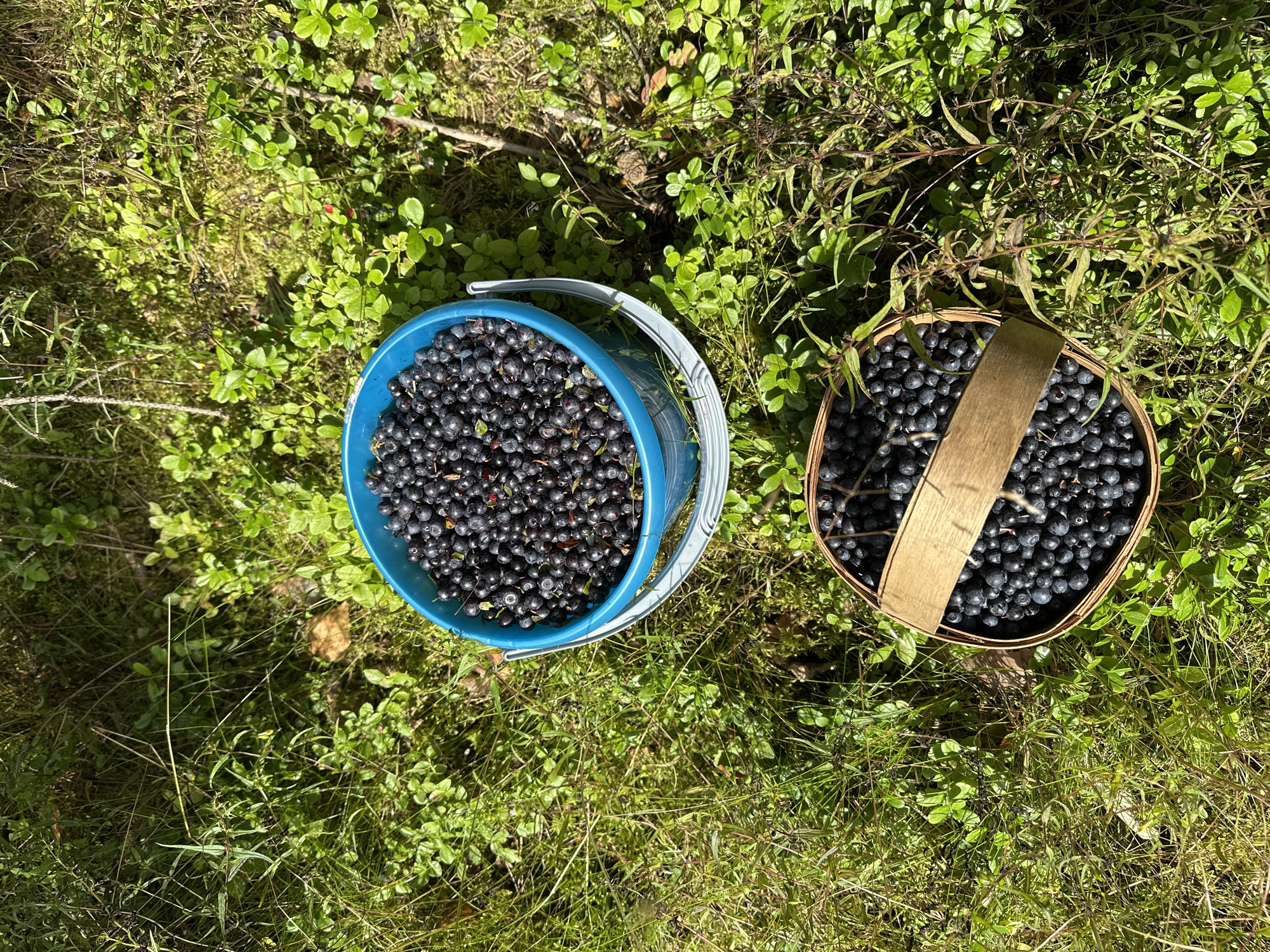 Two containers of blueberries are visible on the forest floor amidst green foliage and grass. The upper container is a blue plastic bucket filled with blueberries. Below it, a woven basket, also filled with blueberries, rests on the ground. The surrounding environment is natural and appears to be a wooded area. The image does not provide information about the city of Golovkino, Russia.