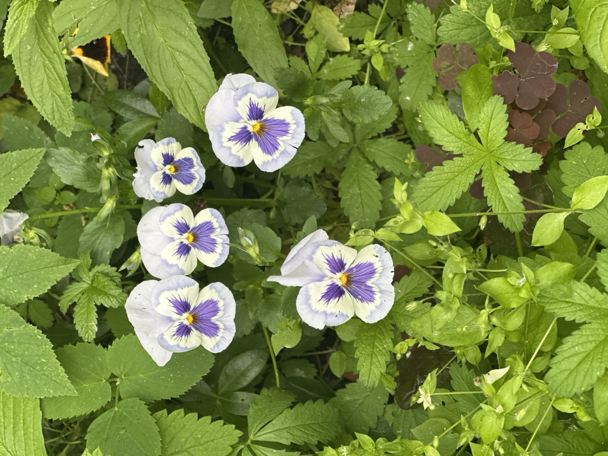 A top-down view shows a cluster of five pansy flowers with white, yellow, and purple petals nestled amongst lush green foliage. The flowers are the primary subjects, with three small pansies arranged in the upper center and two larger ones below. The leaves surrounding the flowers are varied in shape and texture, creating a dense, natural ground cover. The overall impression is that of a garden bed. The scene depicts a close-up of flora in an outdoor setting. There are no people, animals, or man-made structures visible.