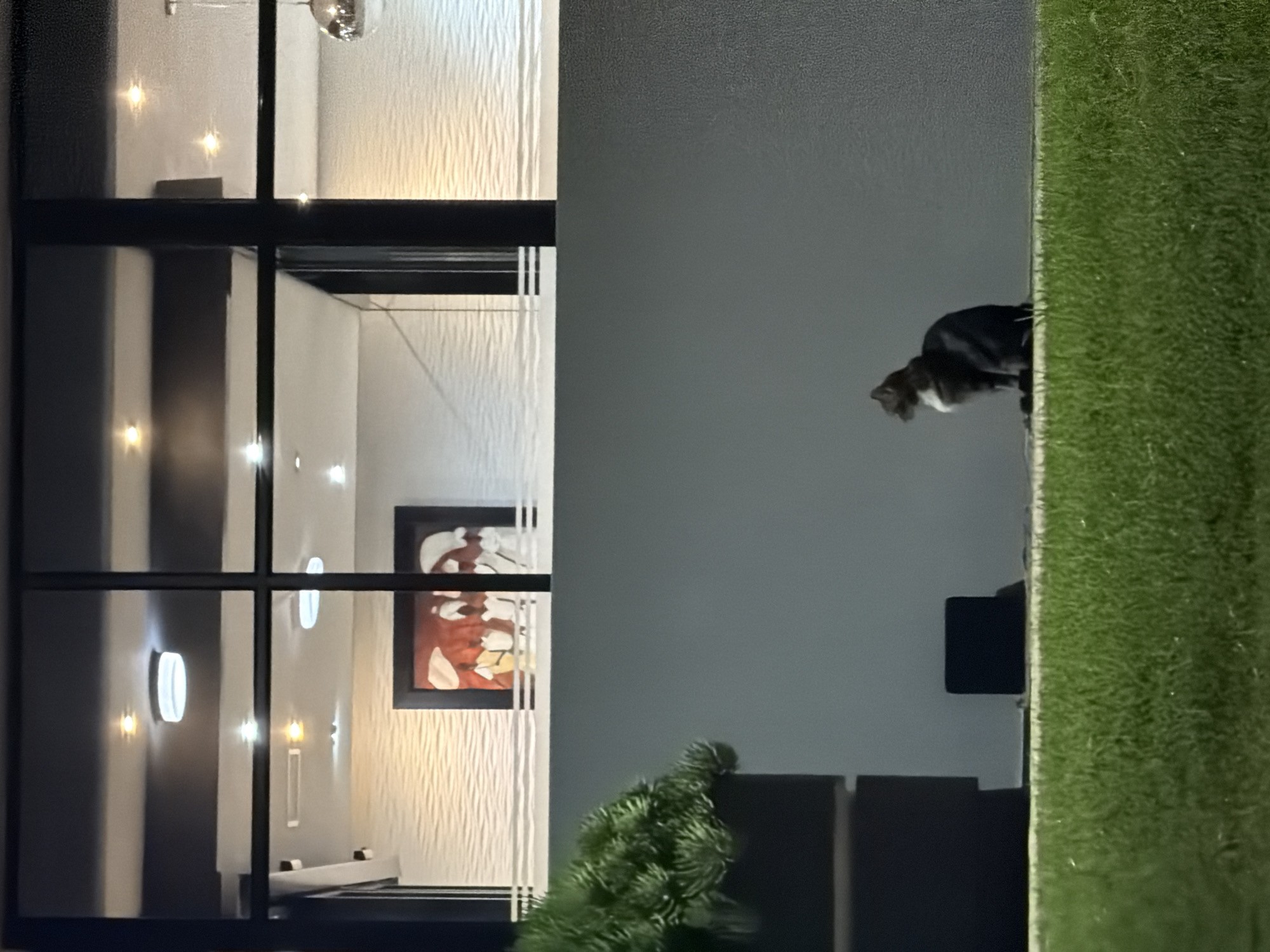 A nighttime shot shows the corner of a modern building with large, grid-patterned windows reflecting interior lights. Inside, a painting and recessed lighting are visible. Outside, a cat stands near a patch of grass, next to dark, modern furniture and a small evergreen shrub. The location is undetermined.