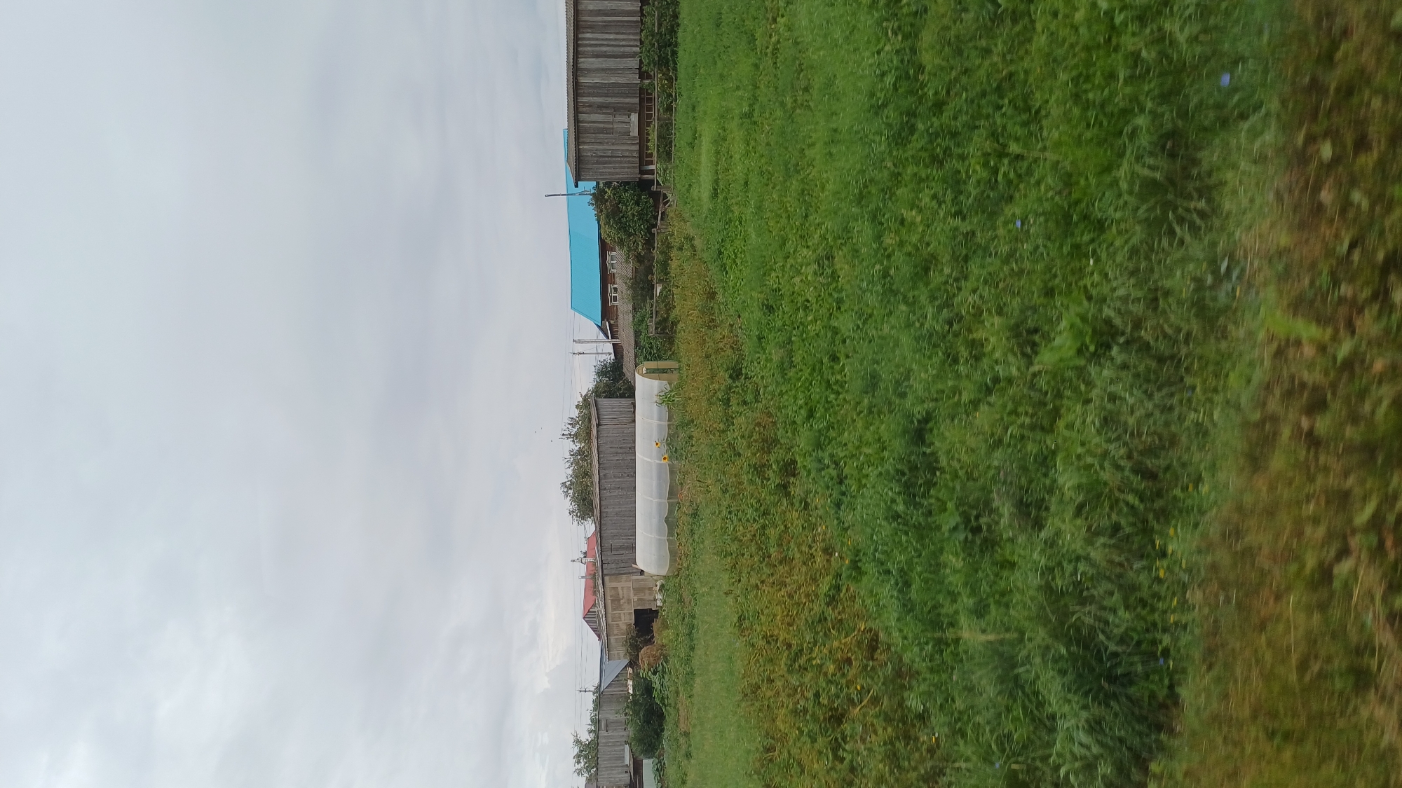 The image depicts a rural scene in the village of Kiyasovo, Russia, under an overcast sky. In the foreground, a field of dense, green grass dominates the lower half of the frame, with some patches of yellow and brown suggesting drier vegetation or fallen leaves.
In the mid-ground, a series of wooden structures are visible. To the left, a long, low wooden building with a pitched roof and a darker roof section is present. Adjacent to it, a larger, taller wooden barn-like structure with a central opening is situated. To the right of this barn, a white, arched greenhouse stands, its translucent material allowing some light to filter through. Two sunflowers are visible in front of the greenhouse. Further to the right, another long wooden building with a weathered facade is present. A house with a distinctive bright blue roof is nestled behind the wooden structures, with a smaller red-roofed building also visible amongst the trees.
The background consists of trees and the cloudy sky. The overall impression is one of a typical village setting, likely a farm or dacha community, with agricultural elements such as the greenhouse and the open field. No people or animals are readily apparent in the image.
